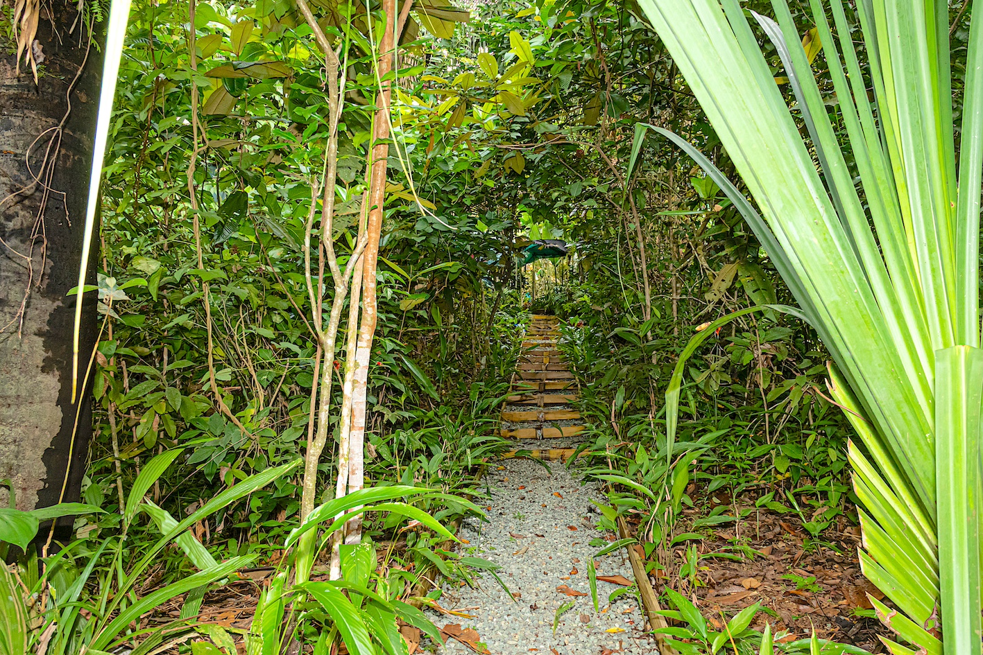 11 bed Commercial For Sale in Manuel Antonio, Puntarenas - thumb 4