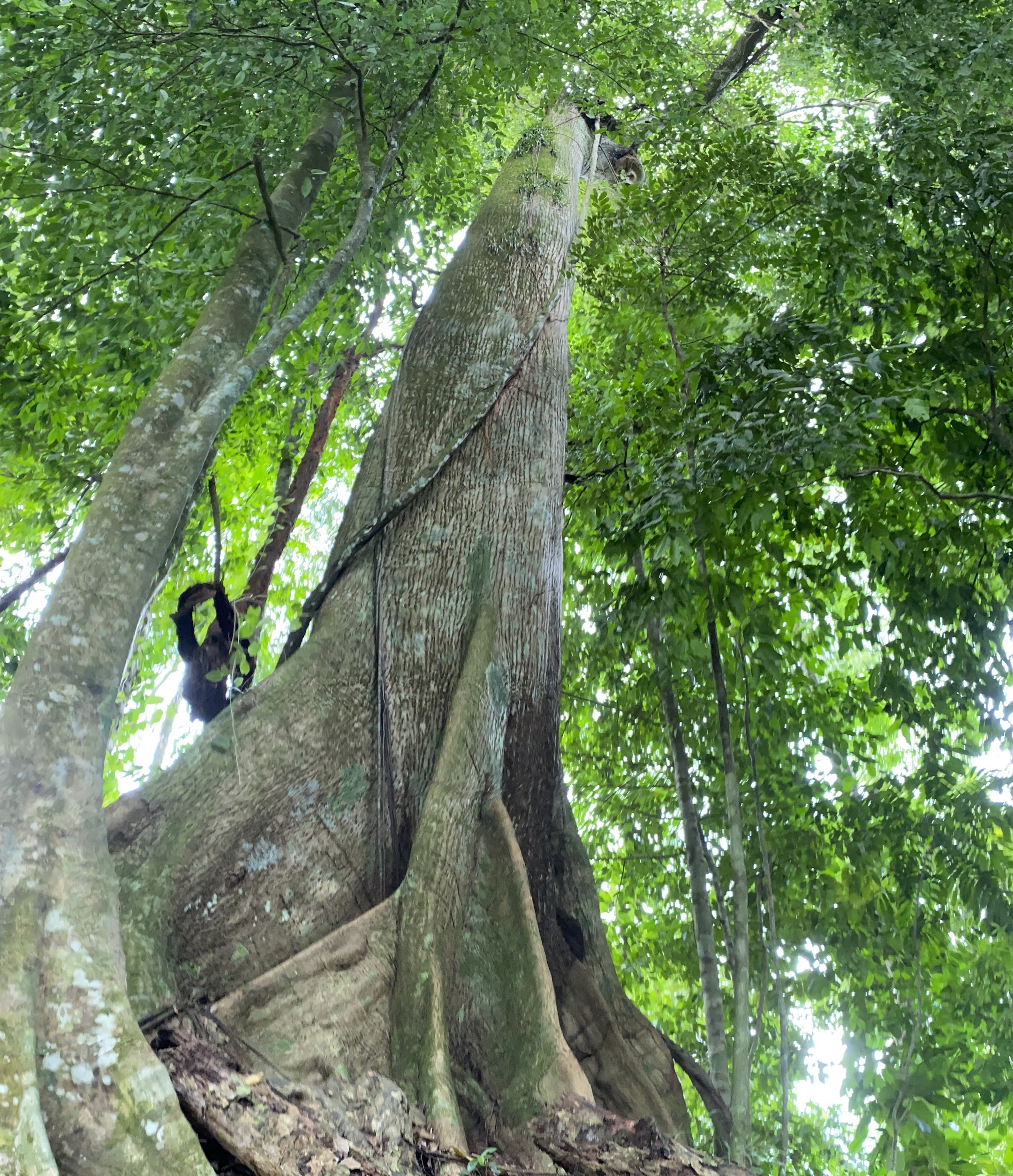 0 bed Land For Sale in Uvita, Puntarenas - thumb 9