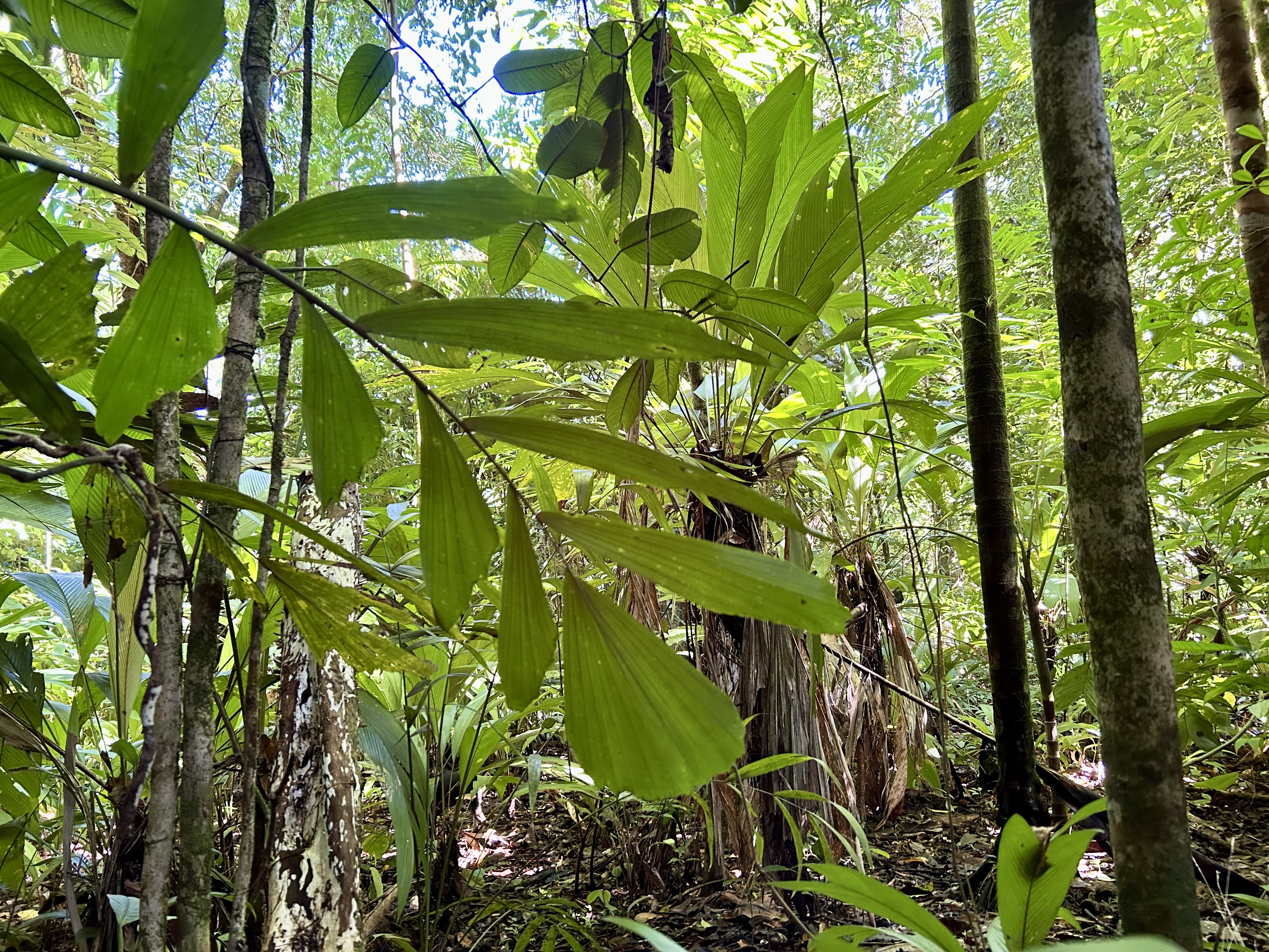 0 bed Land For Sale in Uvita, Puntarenas - thumb 30