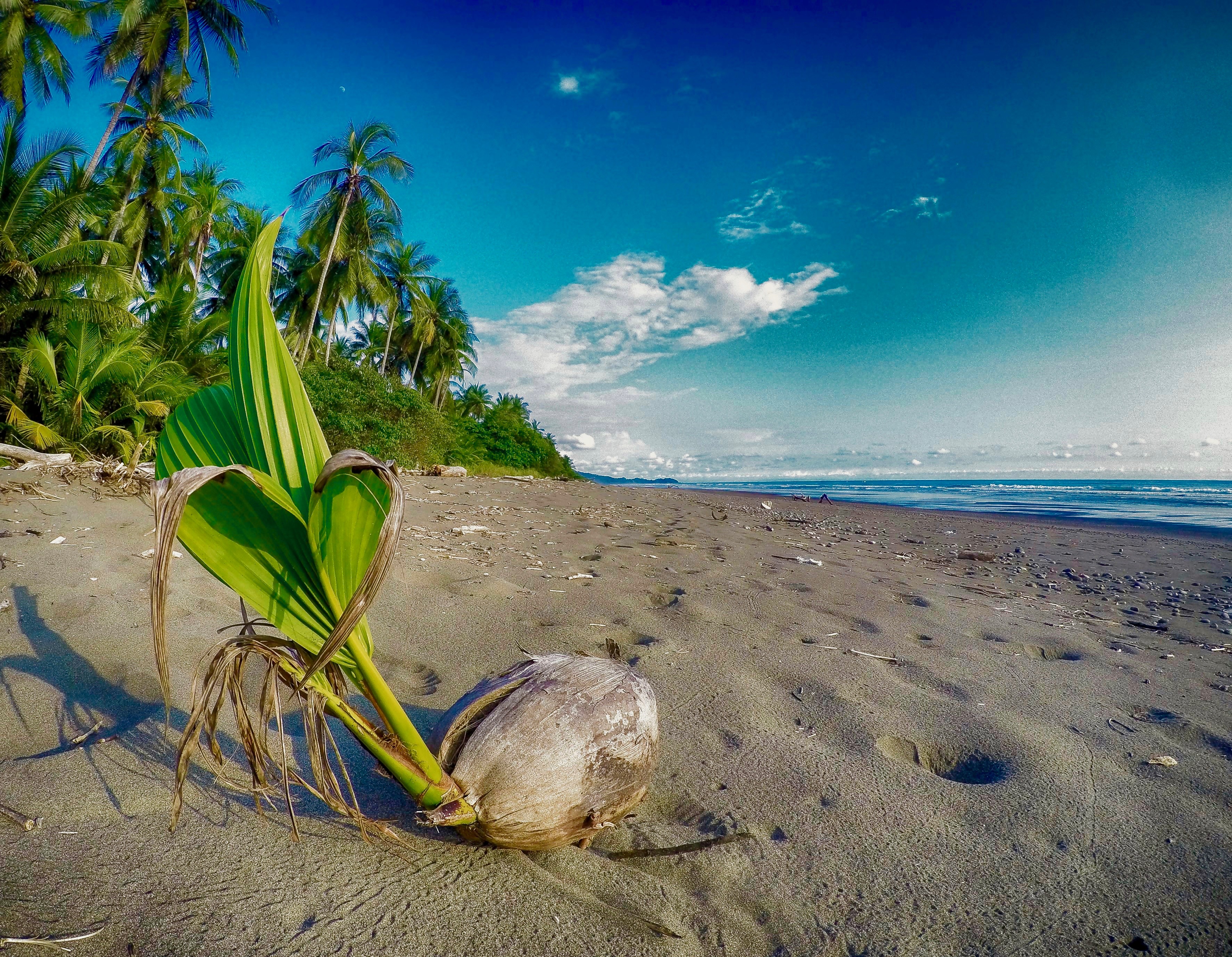 2 bed Single Family Homes For Sale in Dominical, Puntarenas - thumb 18