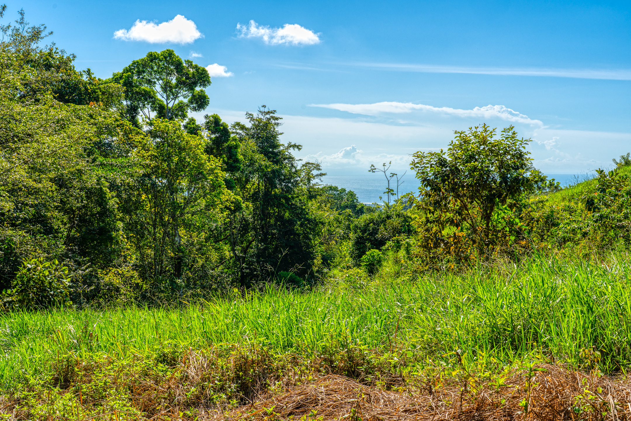0 bed Land For Sale in Dominical, Puntarenas - thumb 5
