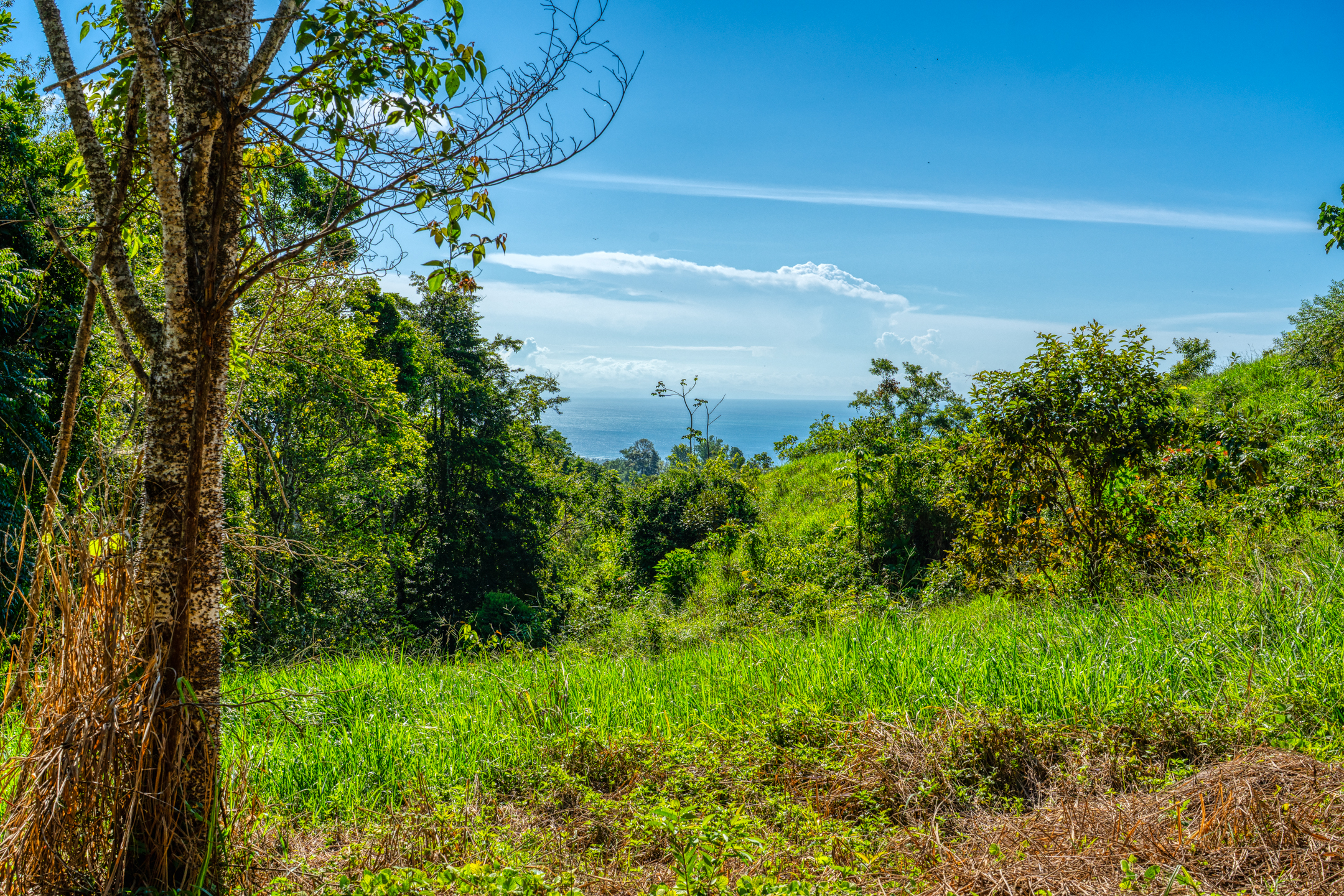 0 bed Land For Sale in Dominical, Puntarenas - thumb 3