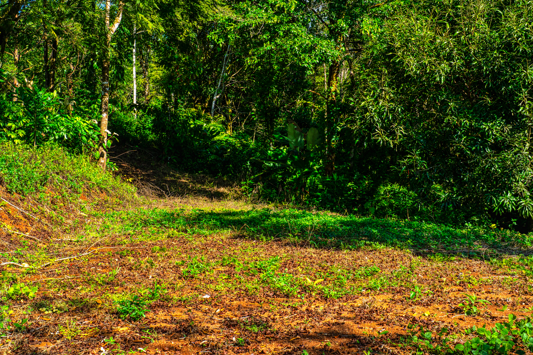 0 bed Land For Sale in Dominical, Puntarenas - thumb 9