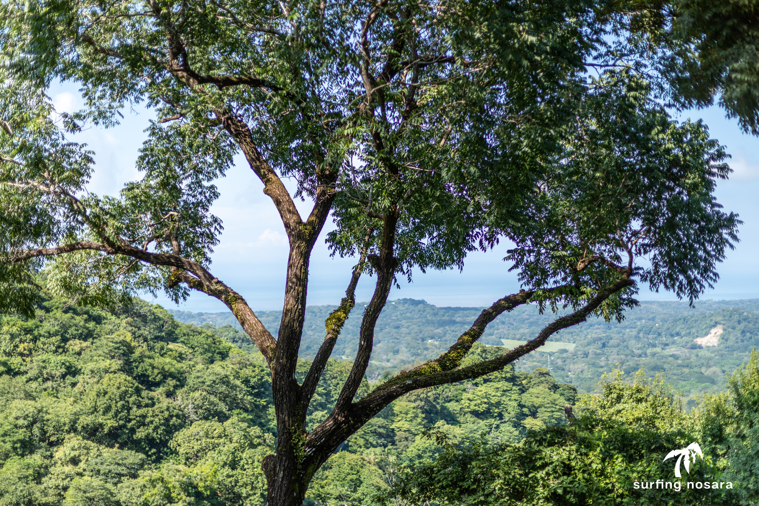 1 bed Single Family Homes For Sale in Nosara, Guanacaste - thumb 2