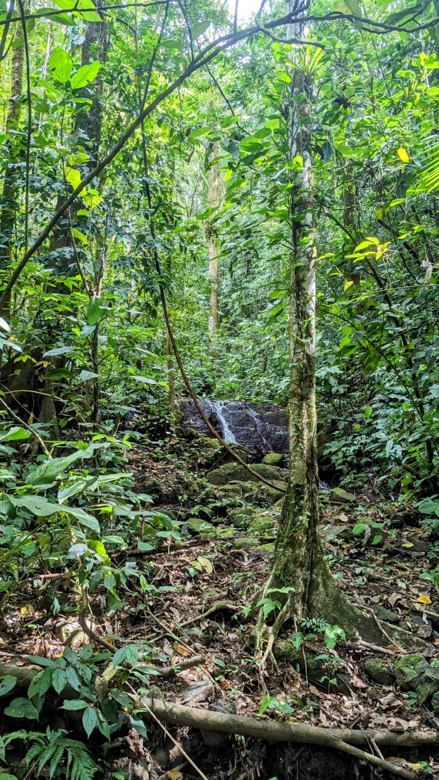 0 bed Land For Sale in Matapalo, Puntarenas - thumb 30