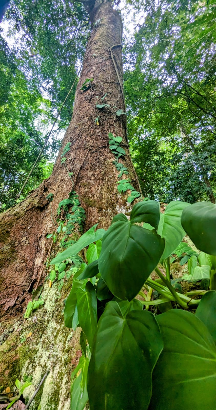 0 bed Land For Sale in Matapalo, Puntarenas - thumb 28