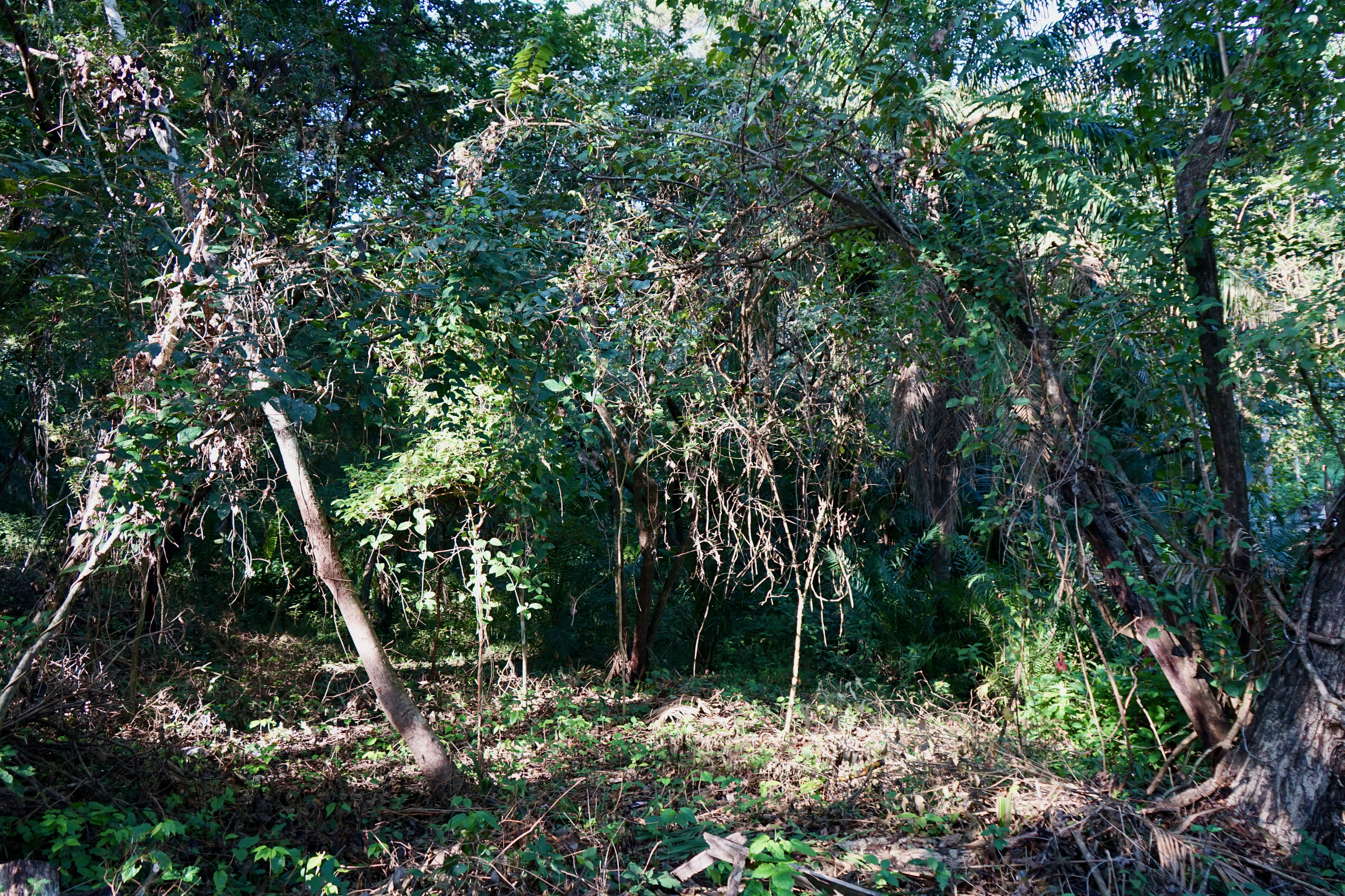 0 bed Land For Sale in Playa Pelada, Guanacaste - thumb 14