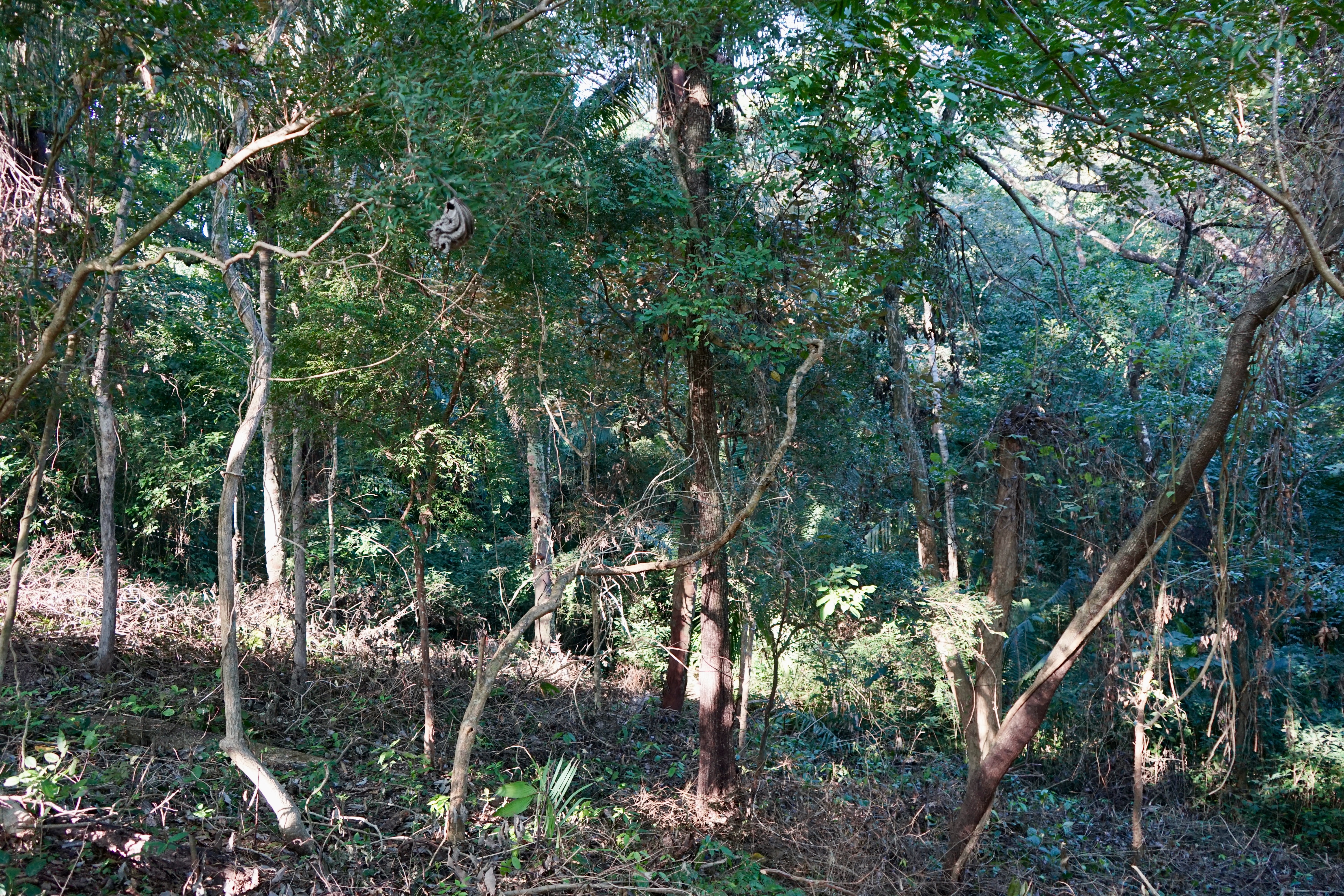 0 bed Land For Sale in Playa Pelada, Guanacaste - thumb 12