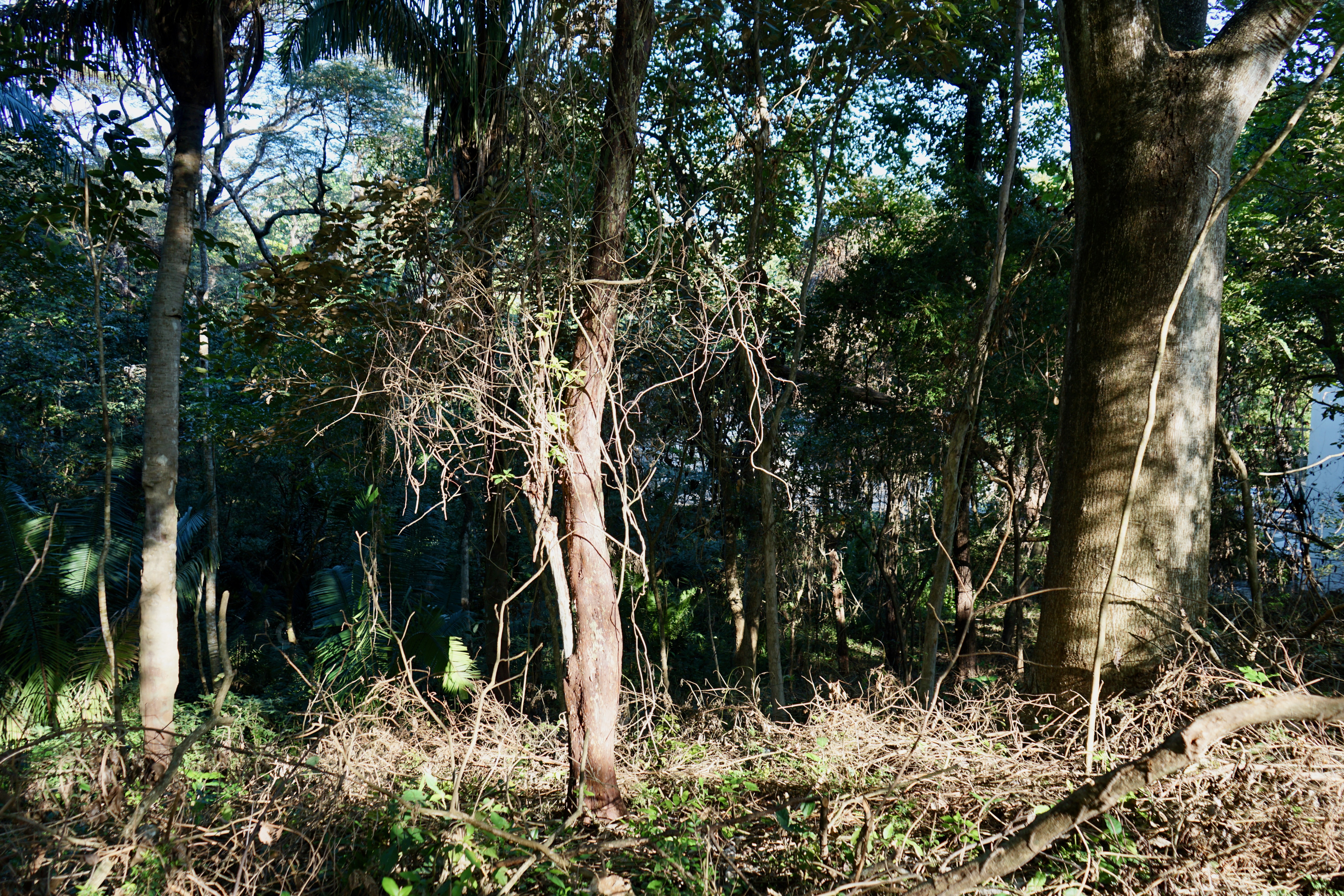 0 bed Land For Sale in Playa Pelada, Guanacaste - thumb 9