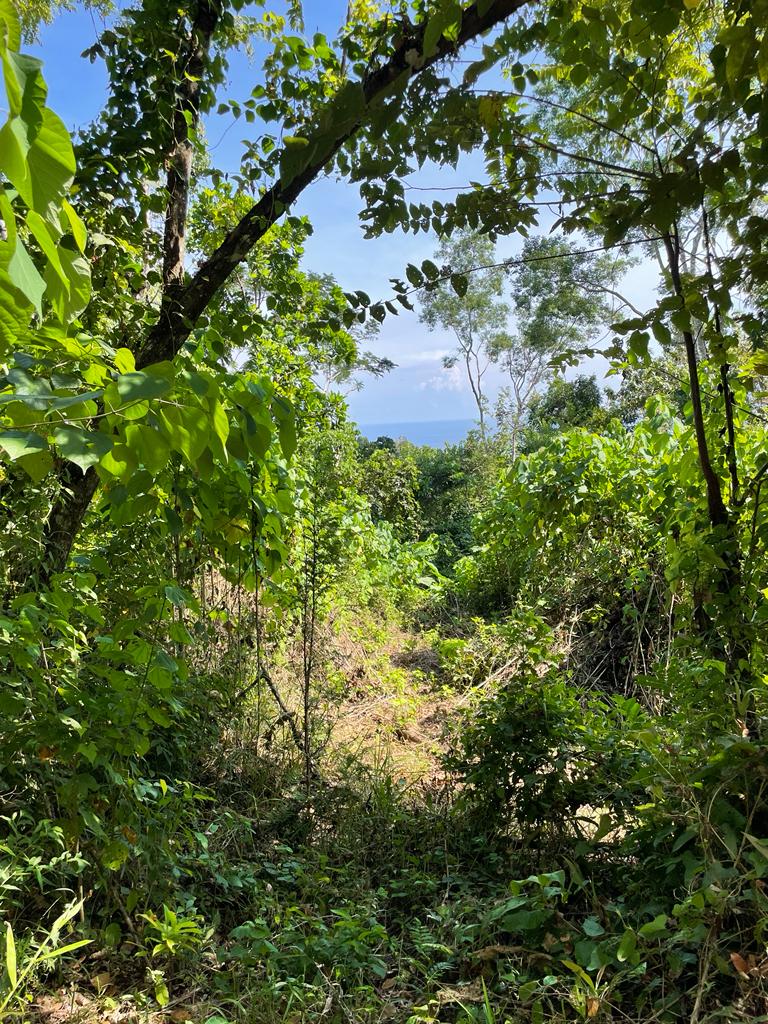 0 bed Land For Sale in Delicias, Puntarenas - thumb 1