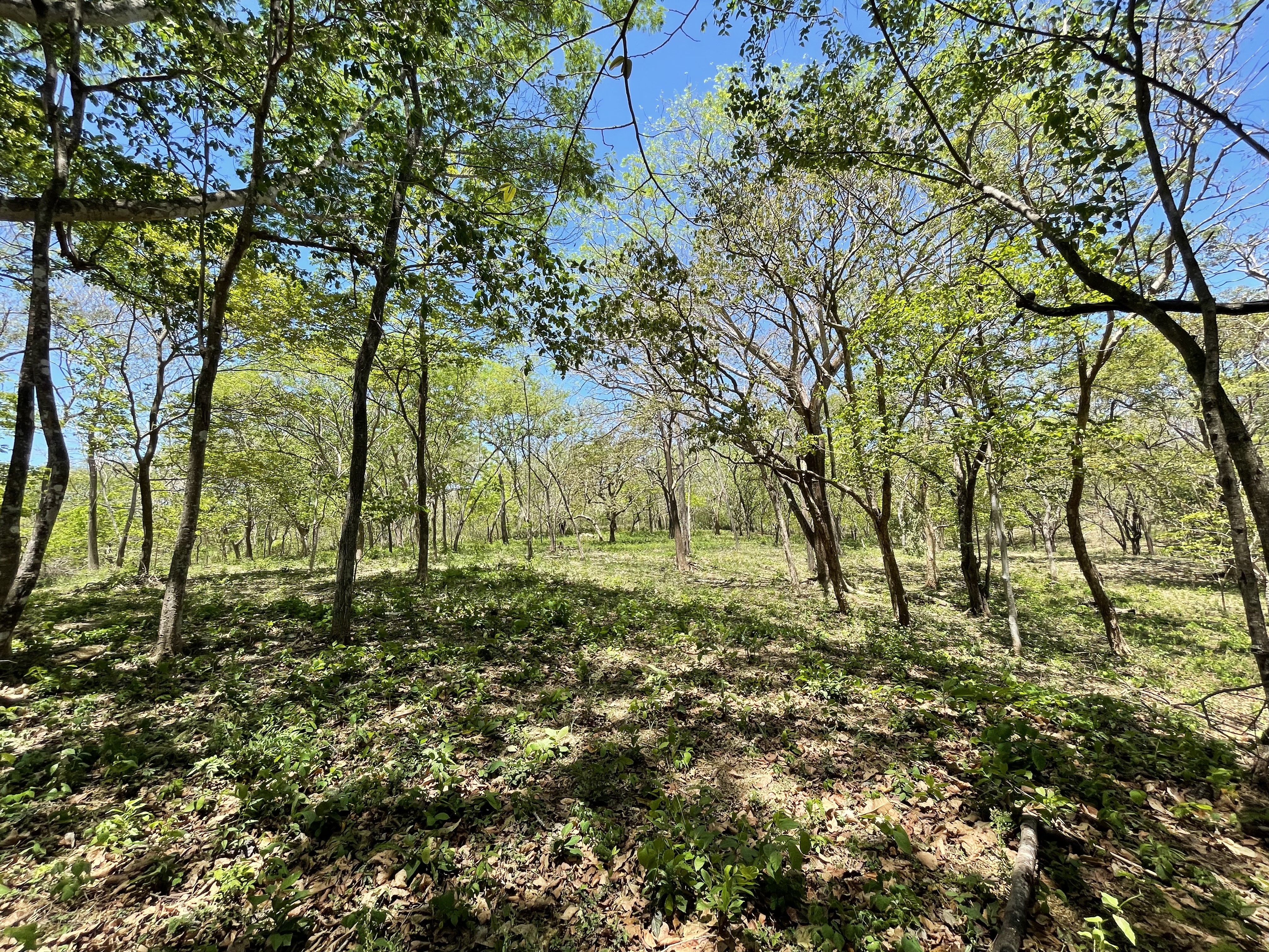 0 bed Land For Sale in Junquillal, Guanacaste - thumb 7