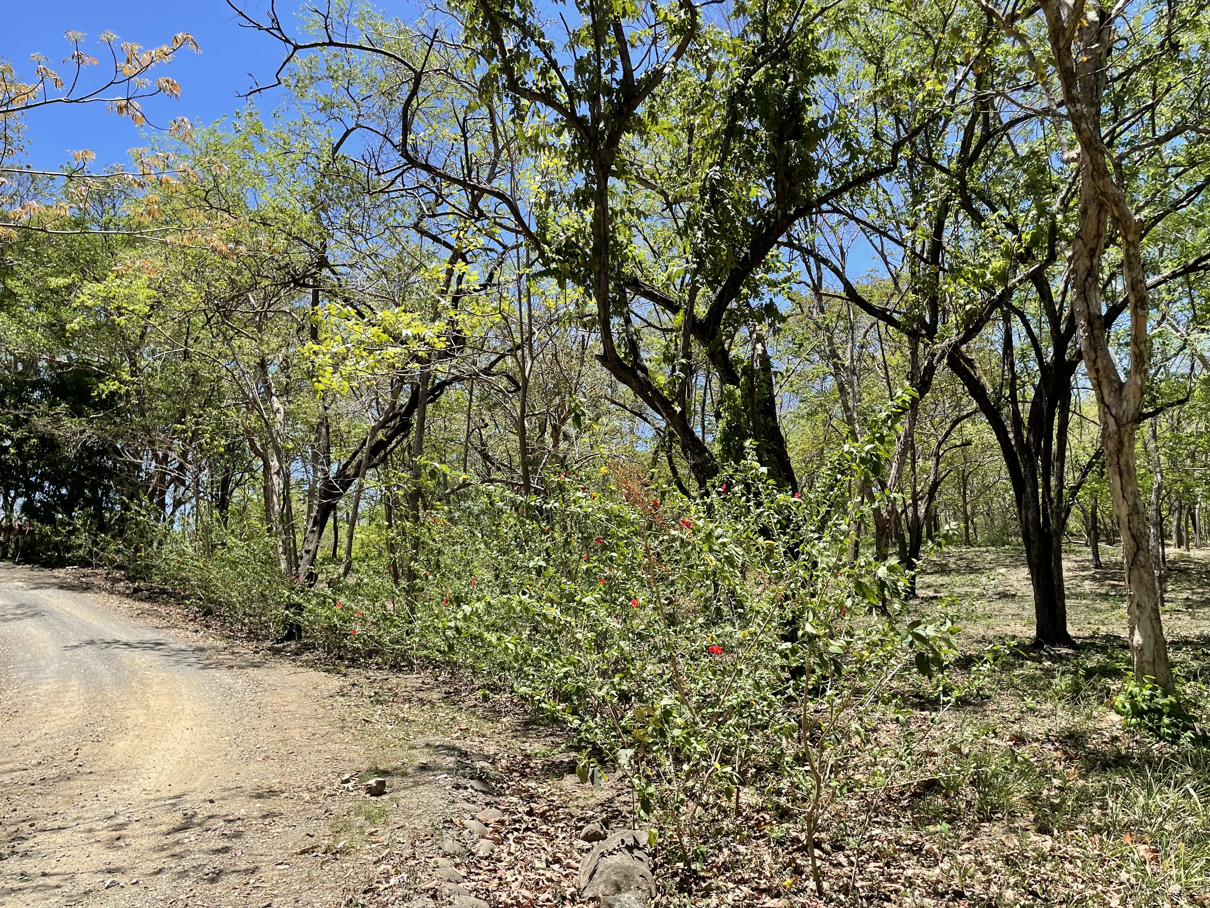 0 bed Land For Sale in Junquillal, Guanacaste - thumb 4