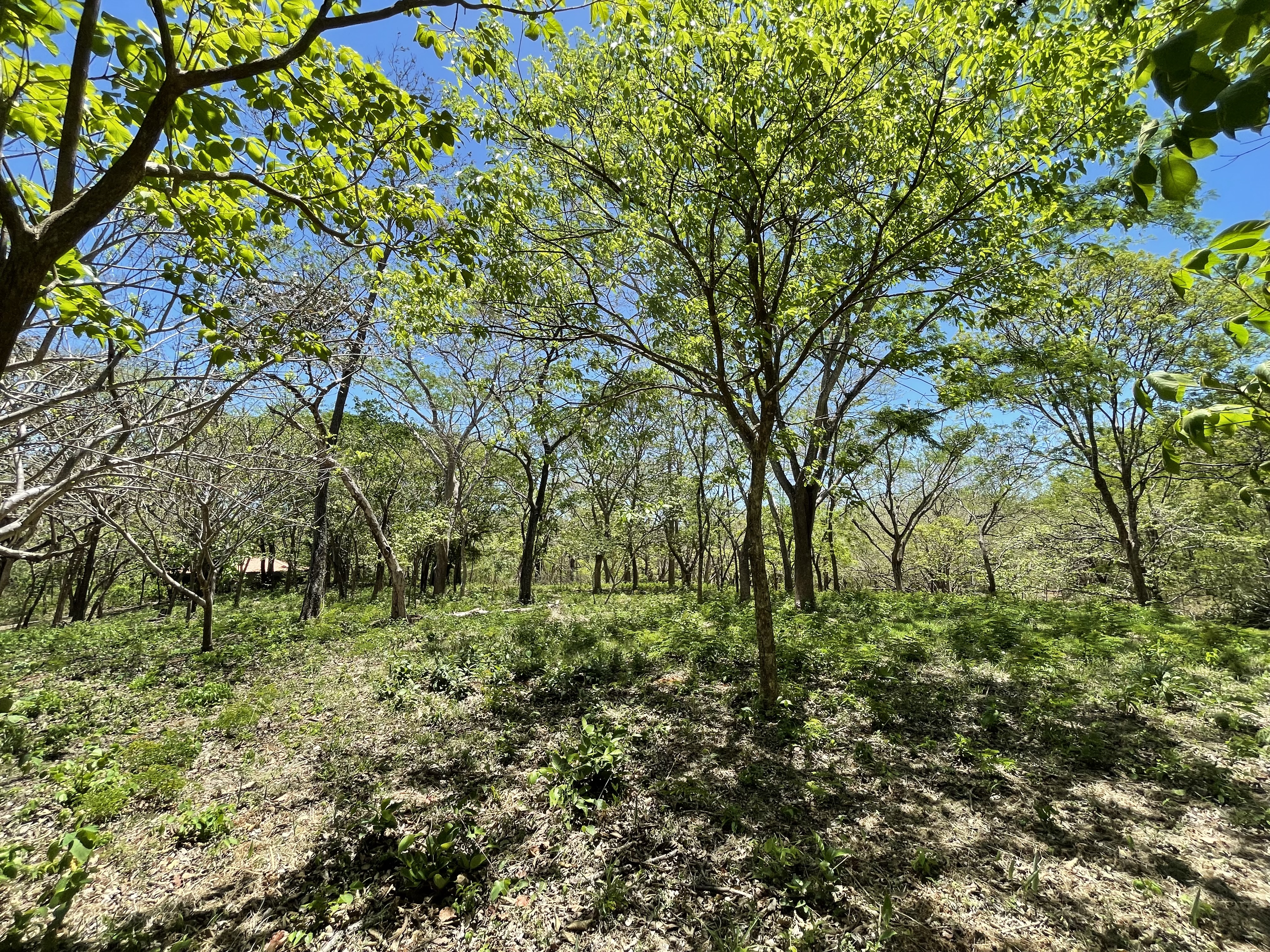 0 bed Land For Sale in Junquillal, Guanacaste - thumb 5