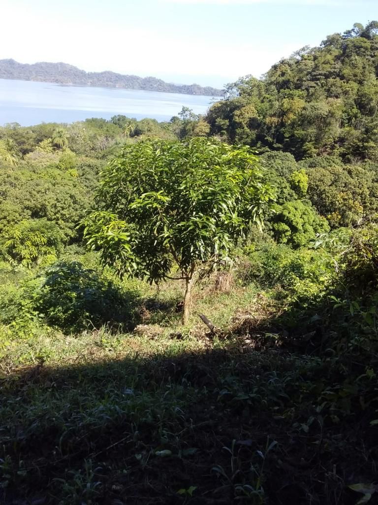 0 bed Land For Sale in Paquera, Puntarenas - thumb 9