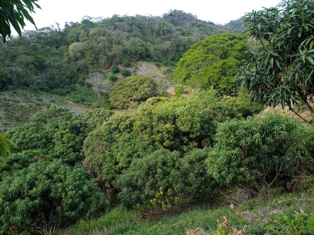 0 bed Land For Sale in Paquera, Puntarenas - thumb 5
