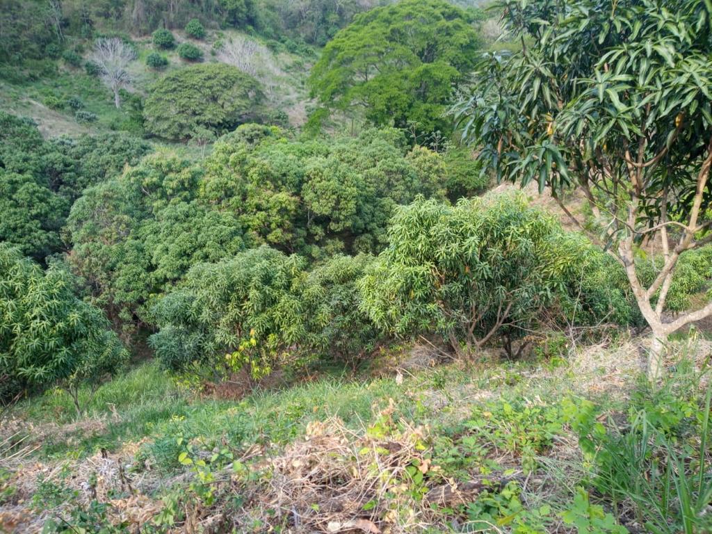 0 bed Land For Sale in Paquera, Puntarenas - thumb 4