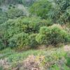  - OUTSTANDING 100+ACRES COASTAL OCEAN VIEW - OCEAN FRONT UNDEVELOPED PROPERTY