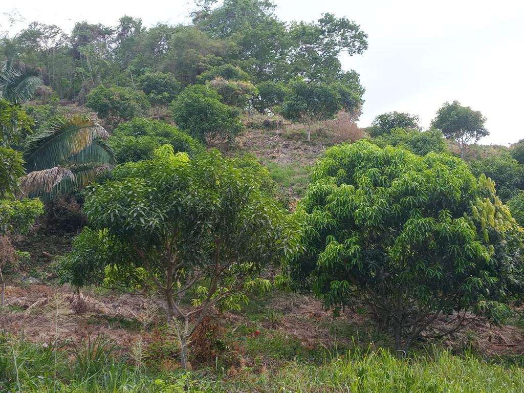 0 bed Land For Sale in Paquera, Puntarenas - thumb 6