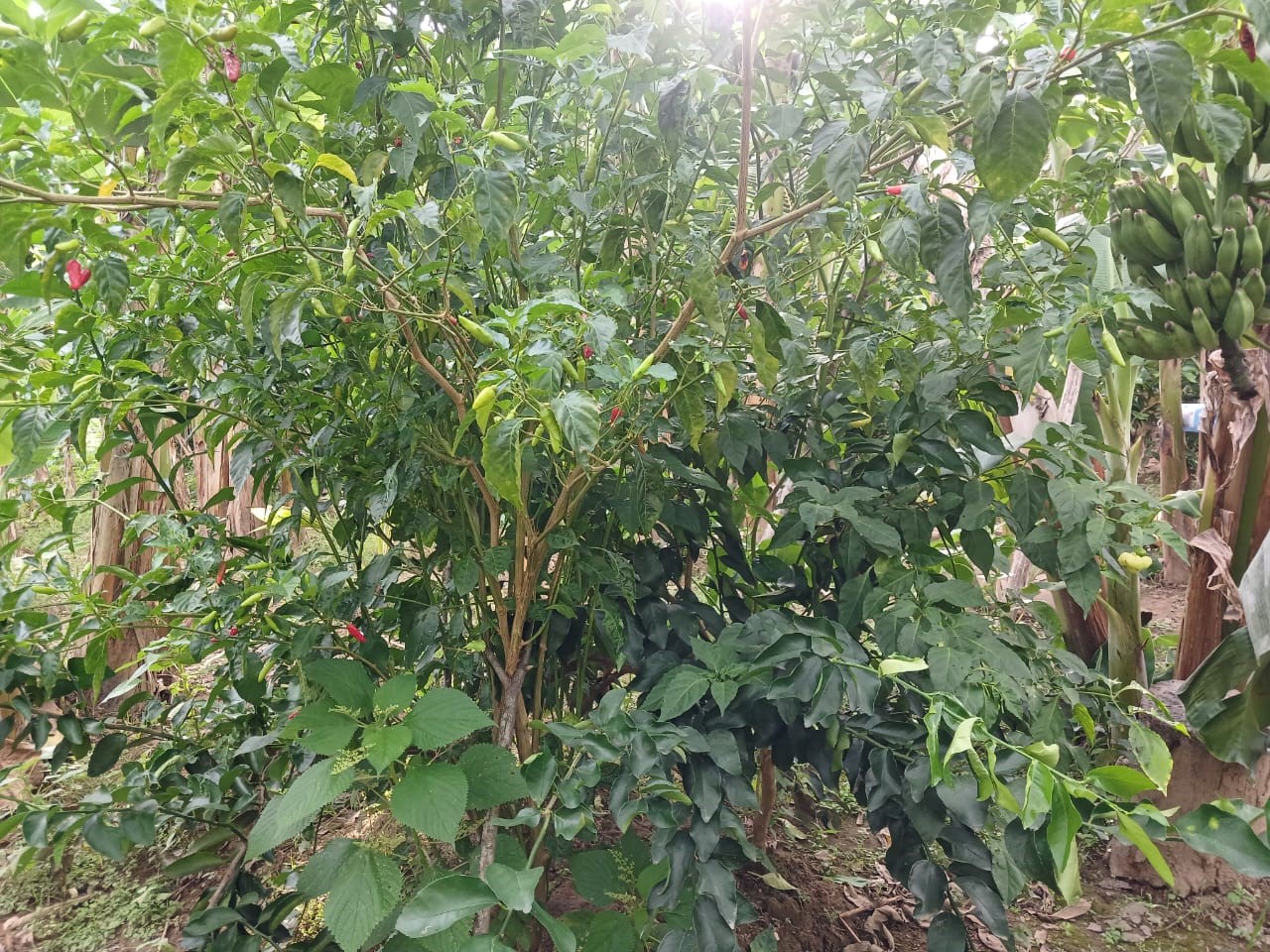 0 bed Land For Sale in Paquera, Puntarenas - thumb 10