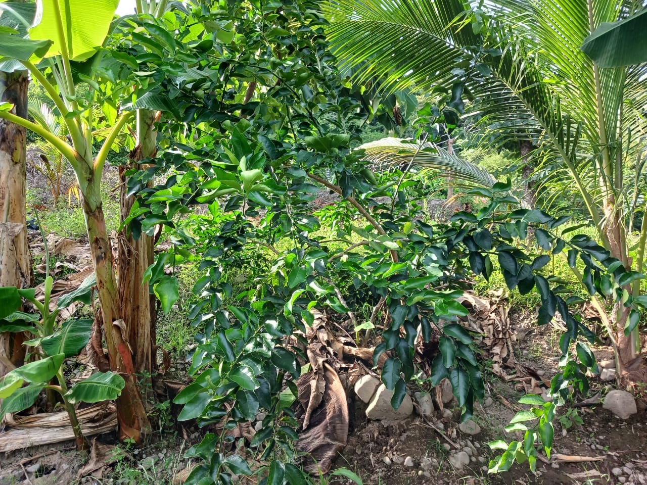 0 bed Land For Sale in Paquera, Puntarenas - thumb 13