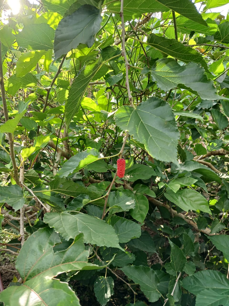 0 bed Land For Sale in Paquera, Puntarenas - thumb 12