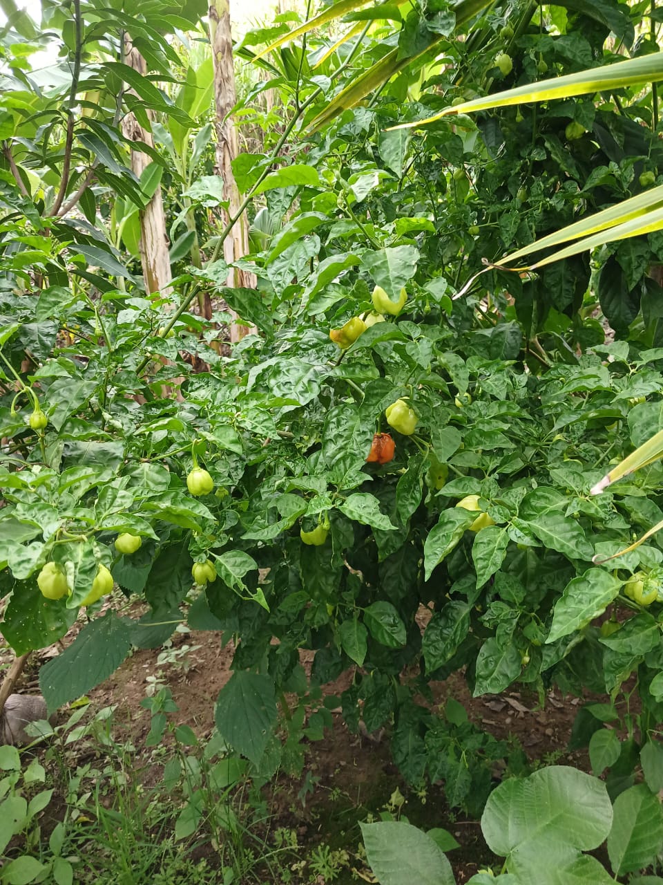 0 bed Land For Sale in Paquera, Puntarenas - thumb 11