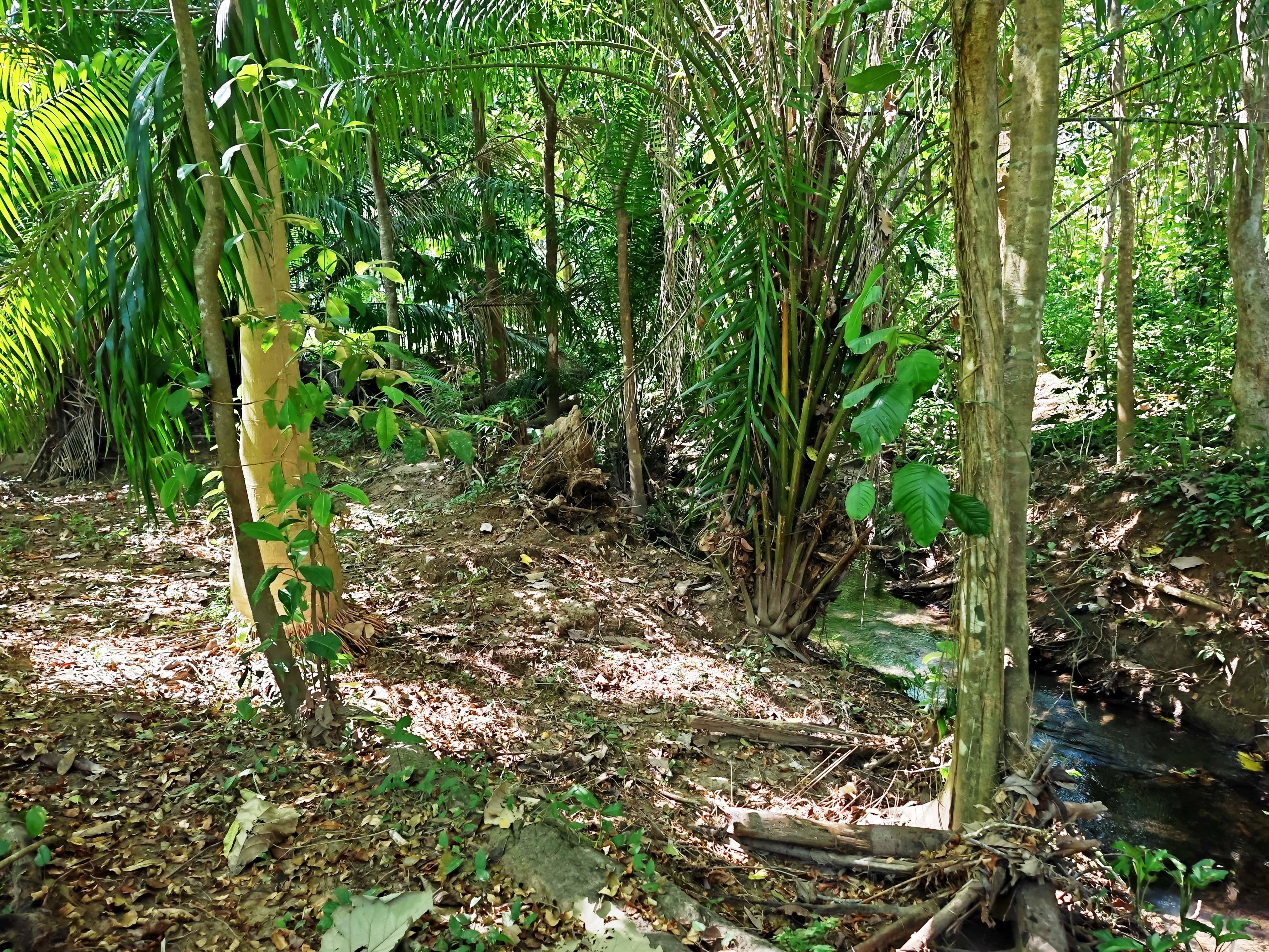 0 bed Land For Sale in Paquera, Puntarenas - thumb 15