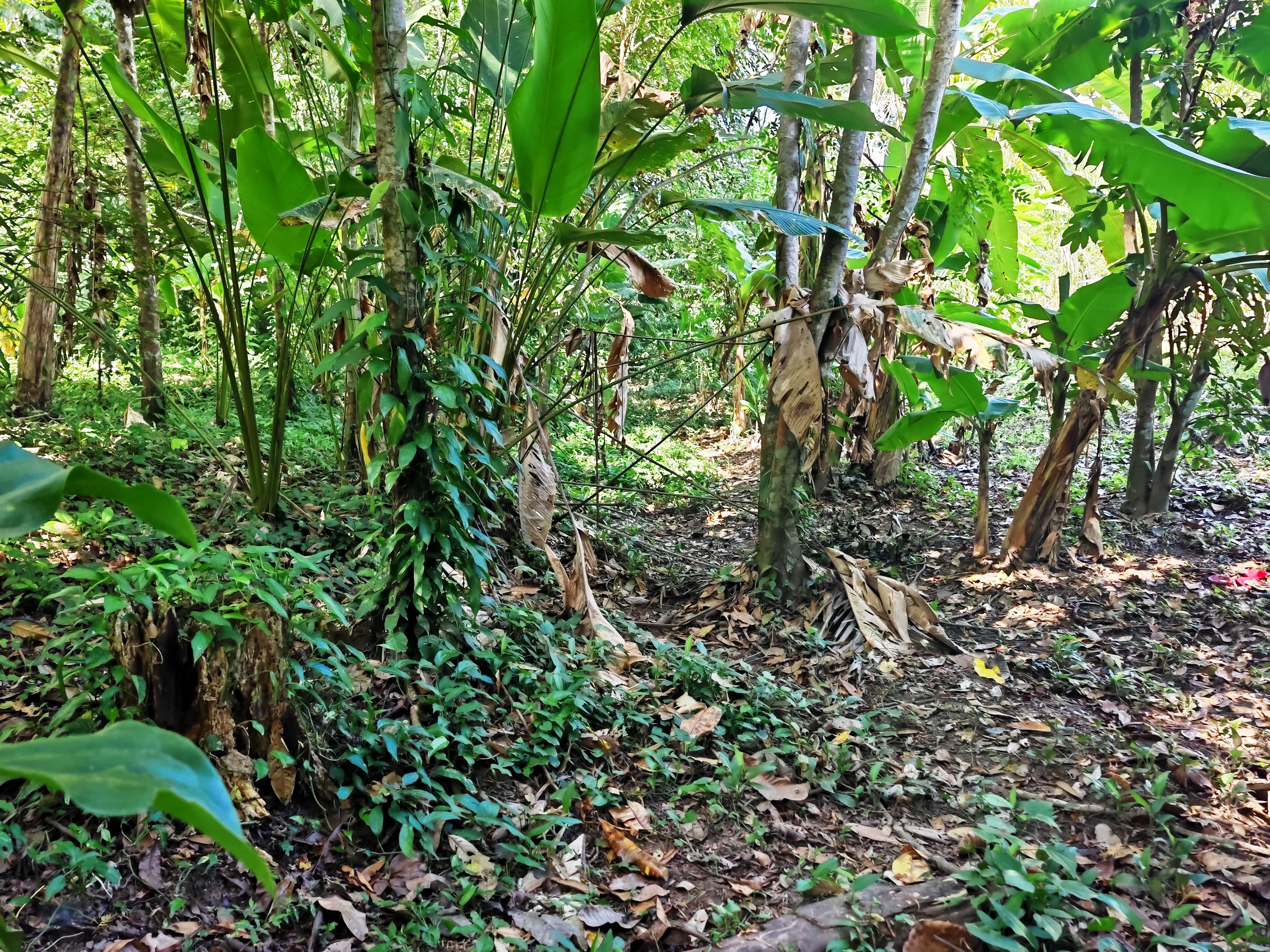 0 bed Land For Sale in Paquera, Puntarenas - thumb 21