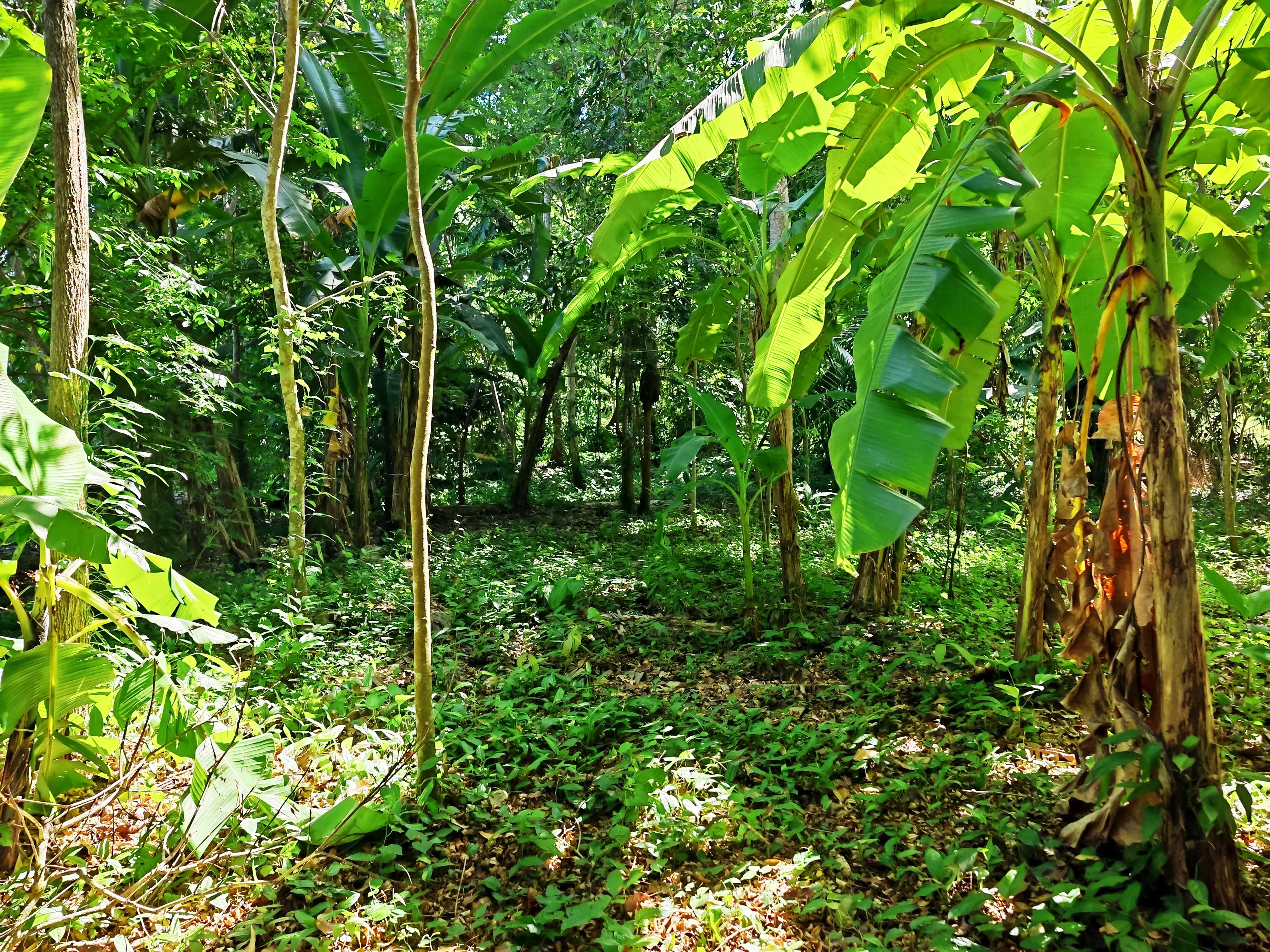 0 bed Land For Sale in Paquera, Puntarenas - thumb 14