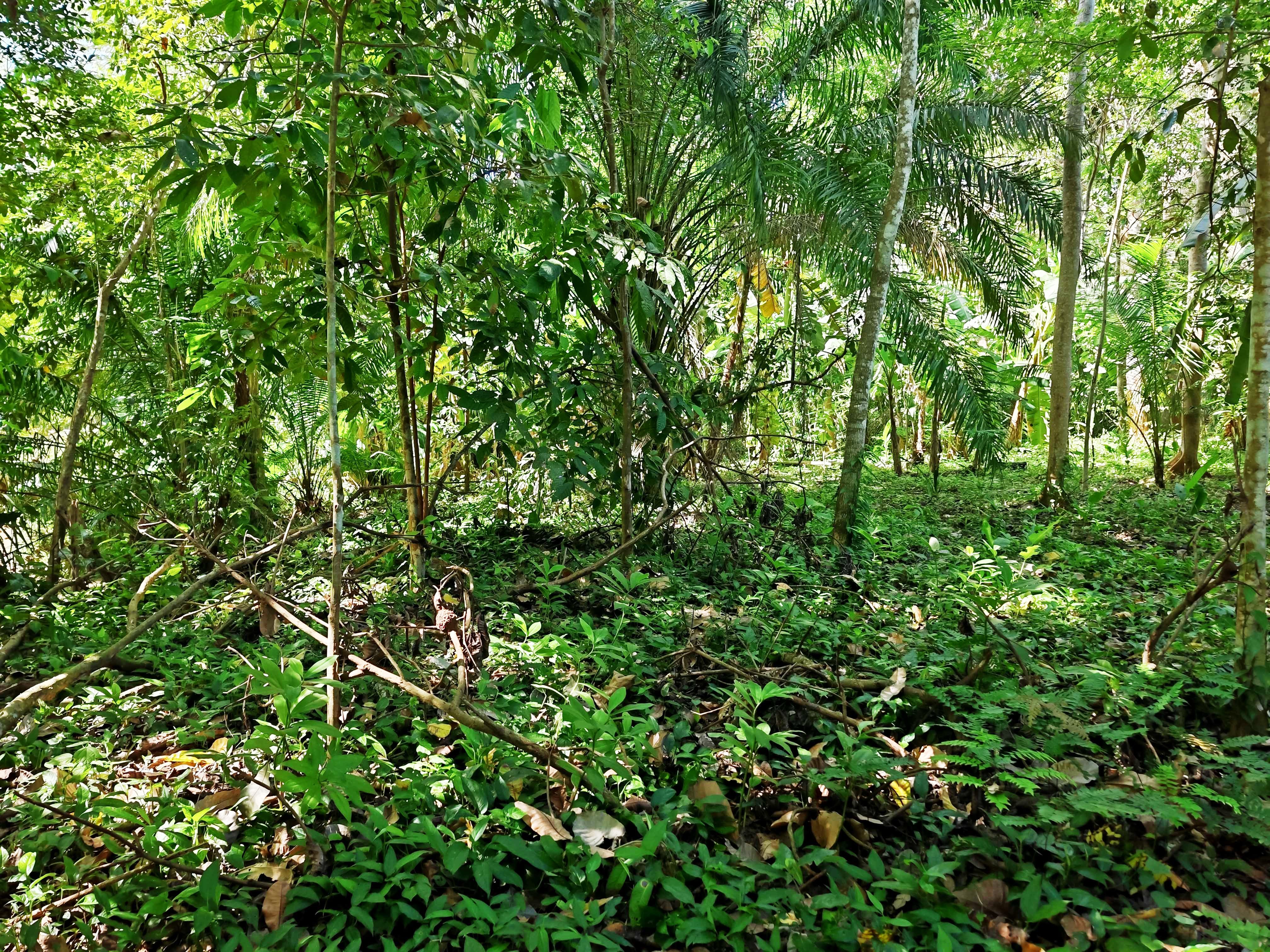 0 bed Land For Sale in Paquera, Puntarenas - thumb 23