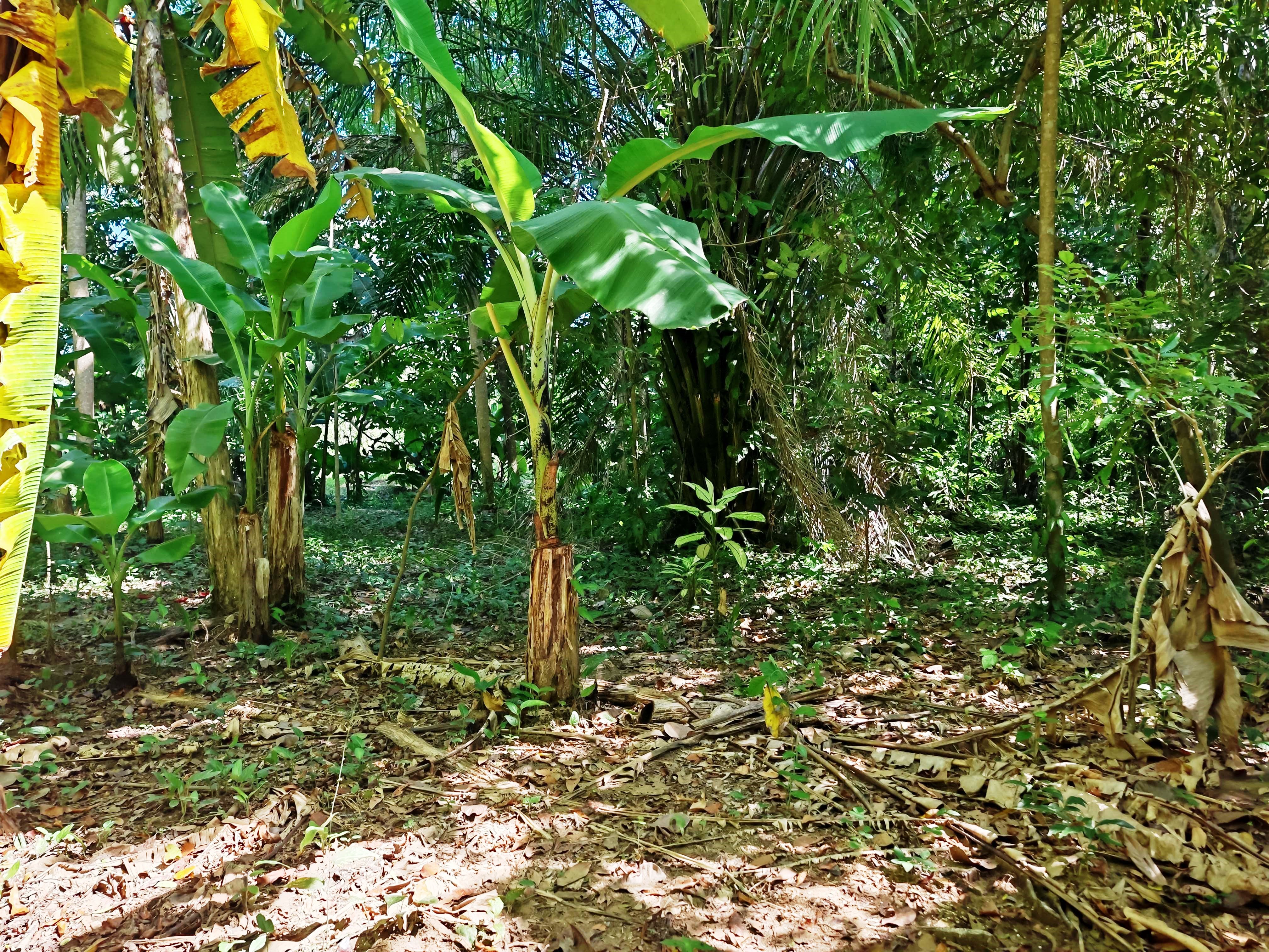 0 bed Land For Sale in Paquera, Puntarenas - thumb 20