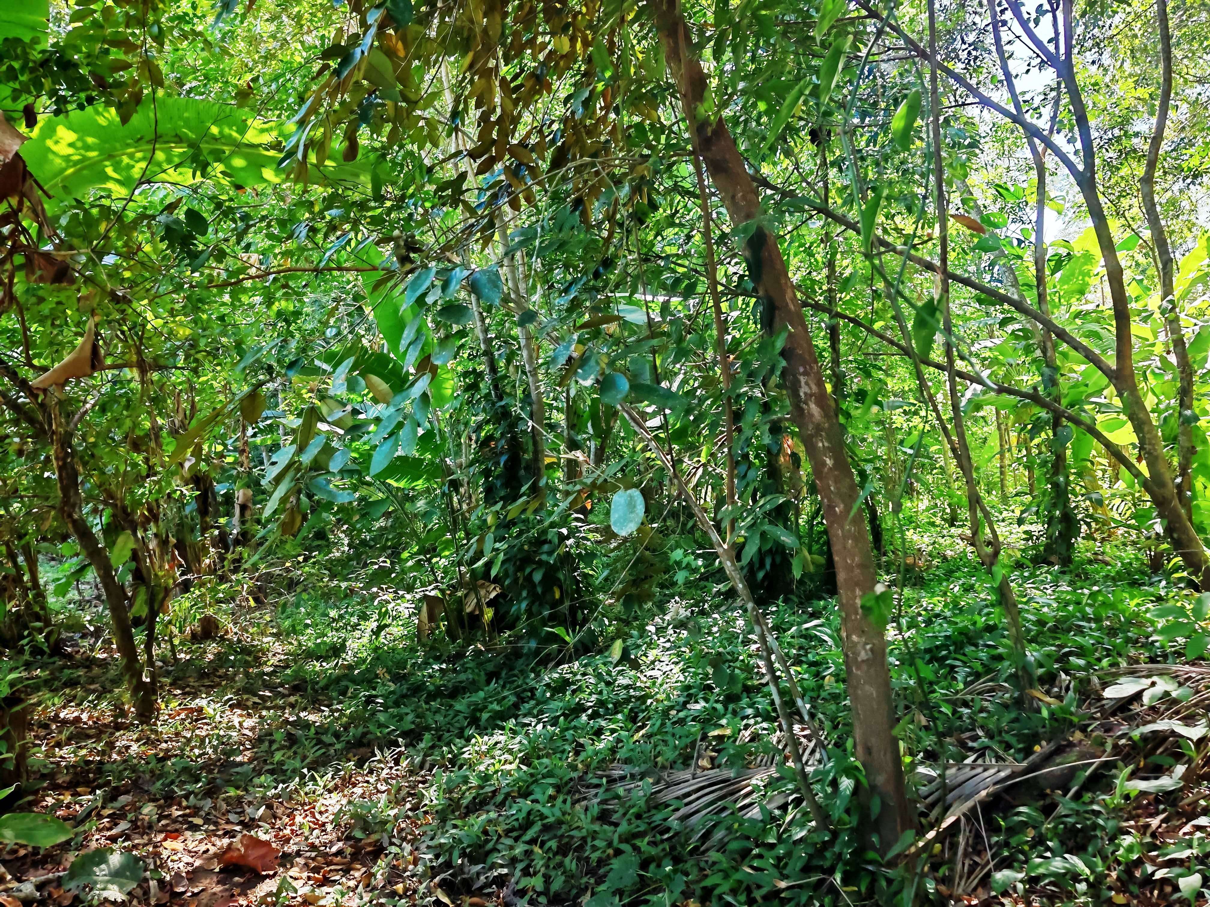 0 bed Land For Sale in Paquera, Puntarenas - thumb 13