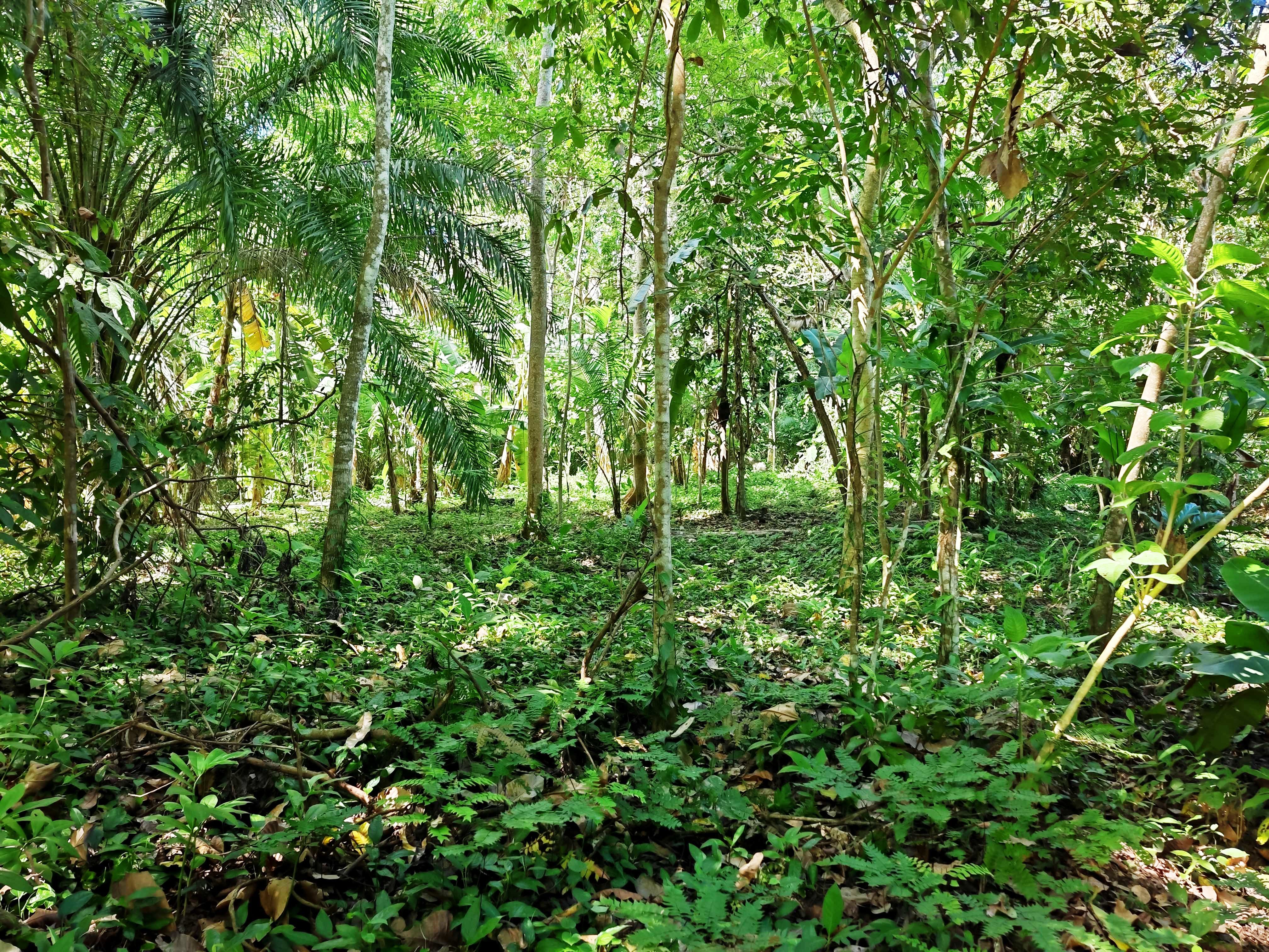 0 bed Land For Sale in Paquera, Puntarenas - thumb 22