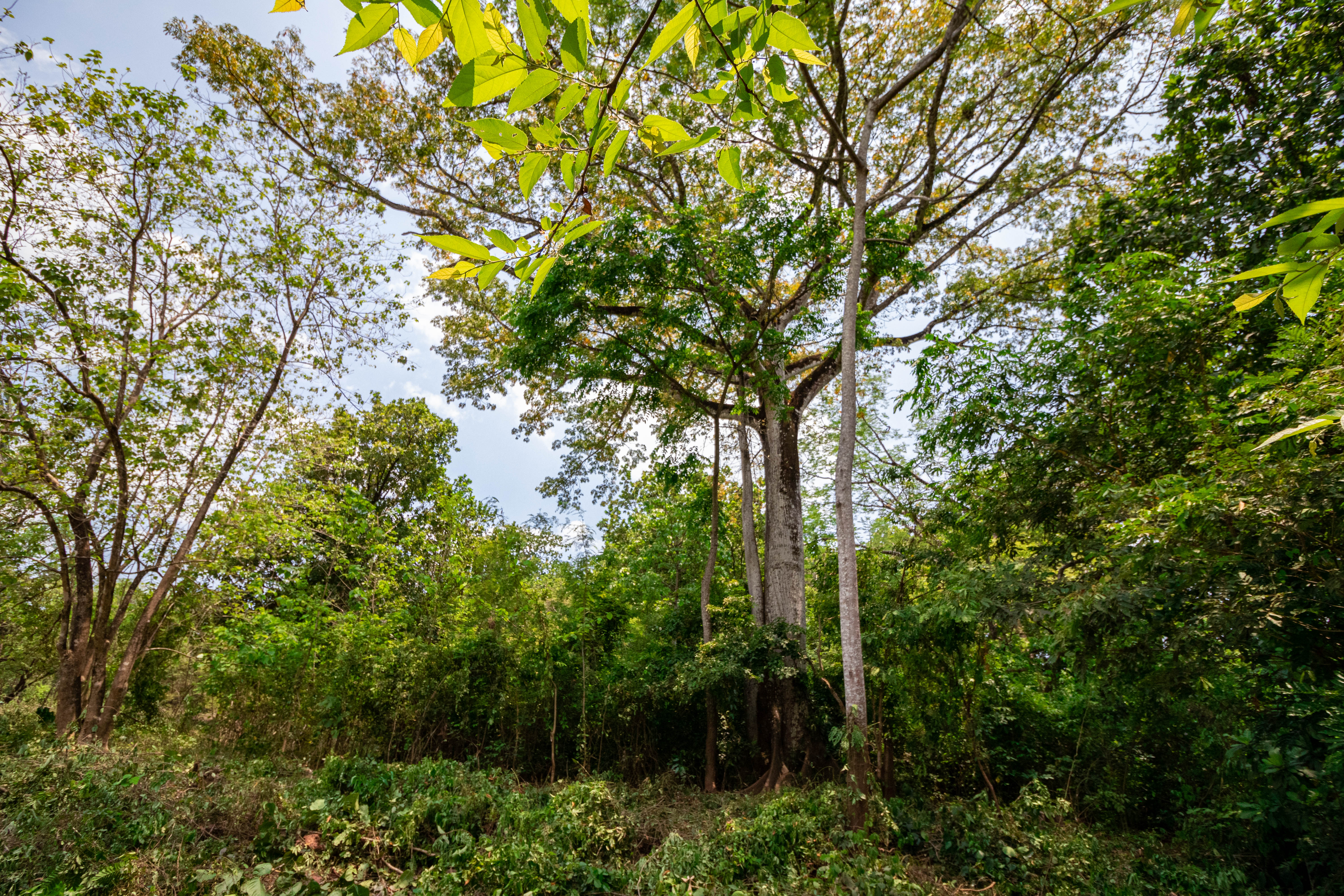 0 bed Land For Sale in Nosara, Guanacaste - thumb 2