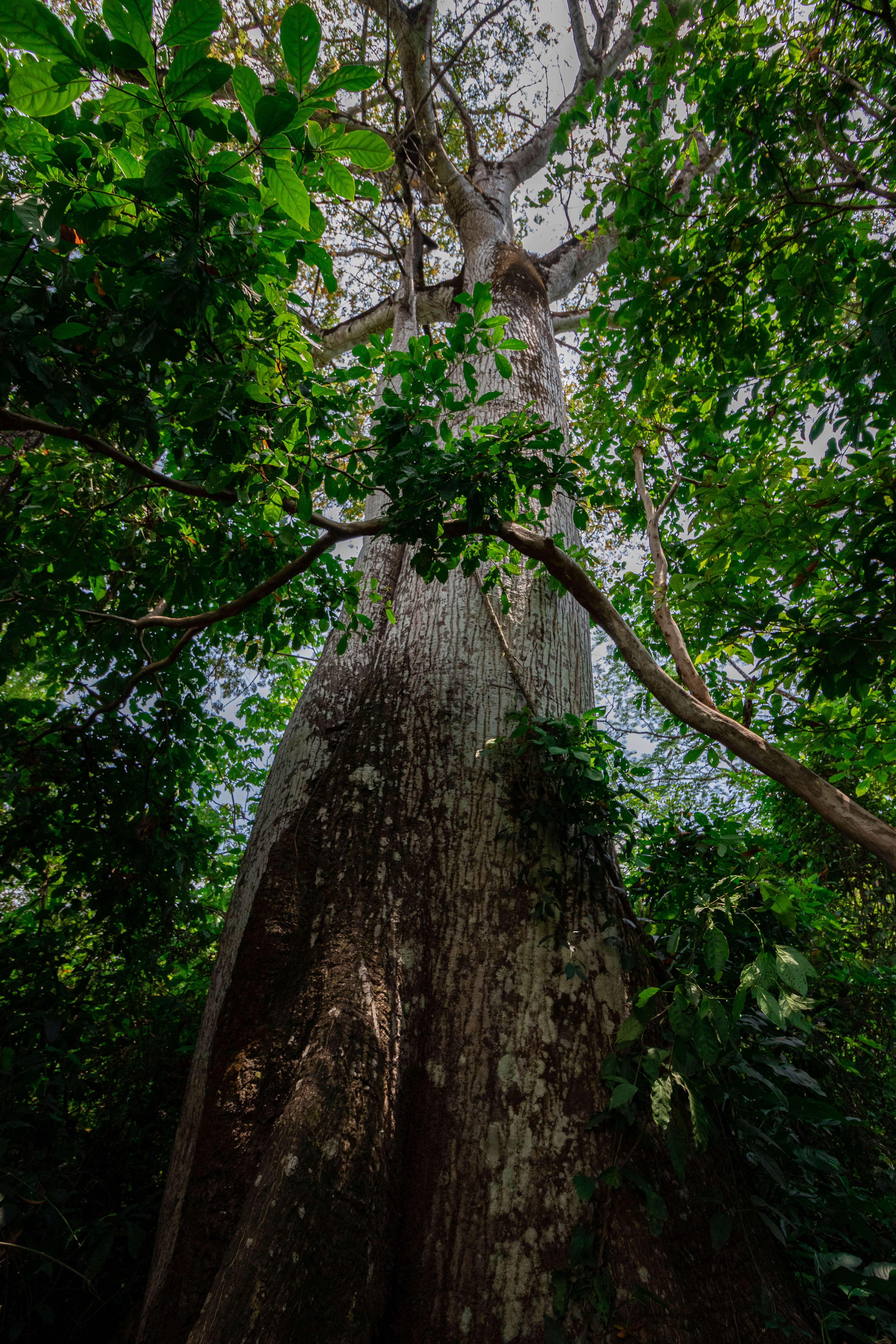 0 bed Land For Sale in Nosara, Guanacaste - thumb 1