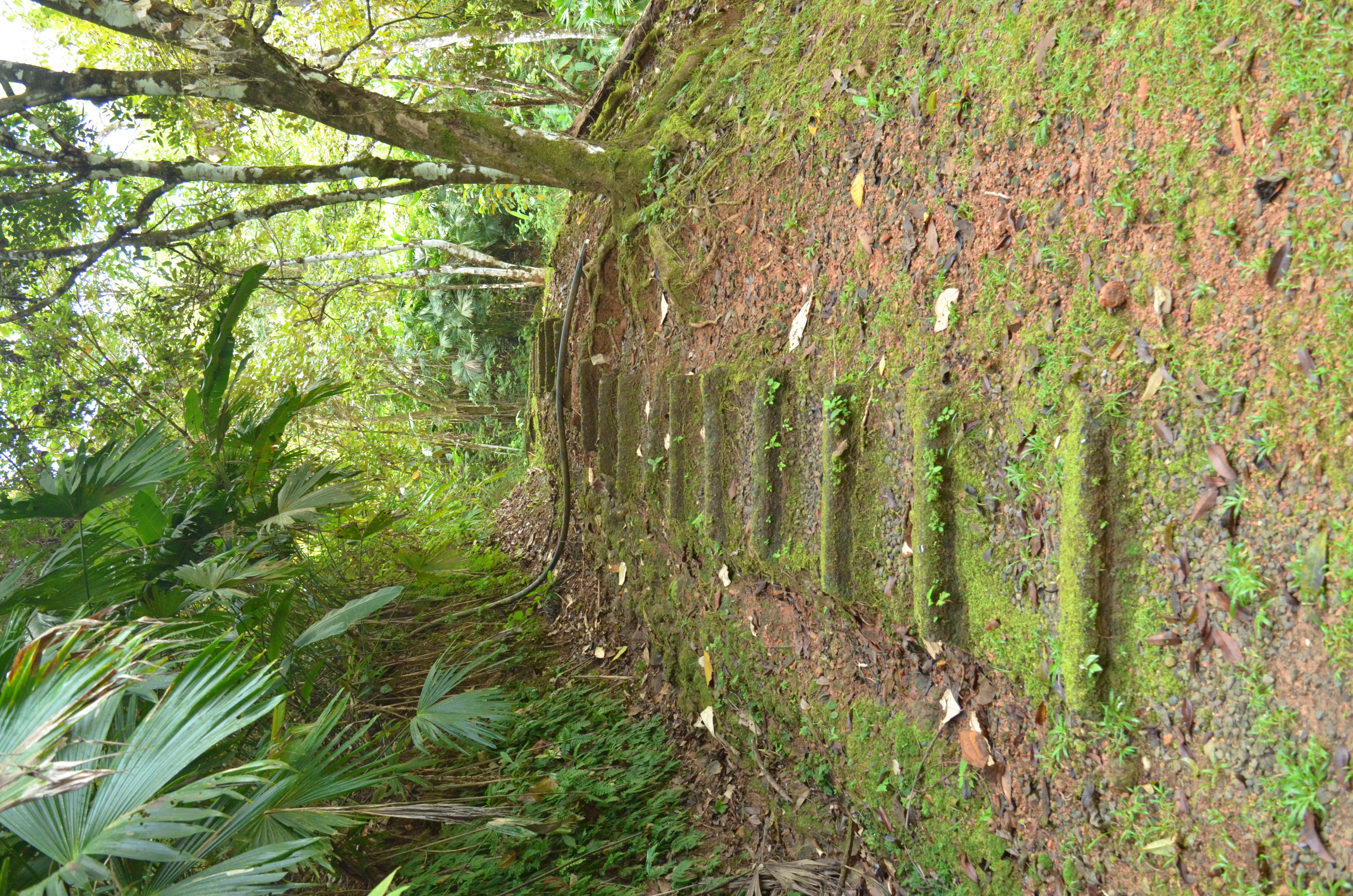 1 bed Single Family Homes For Sale in Matapalo, Puntarenas - thumb 13