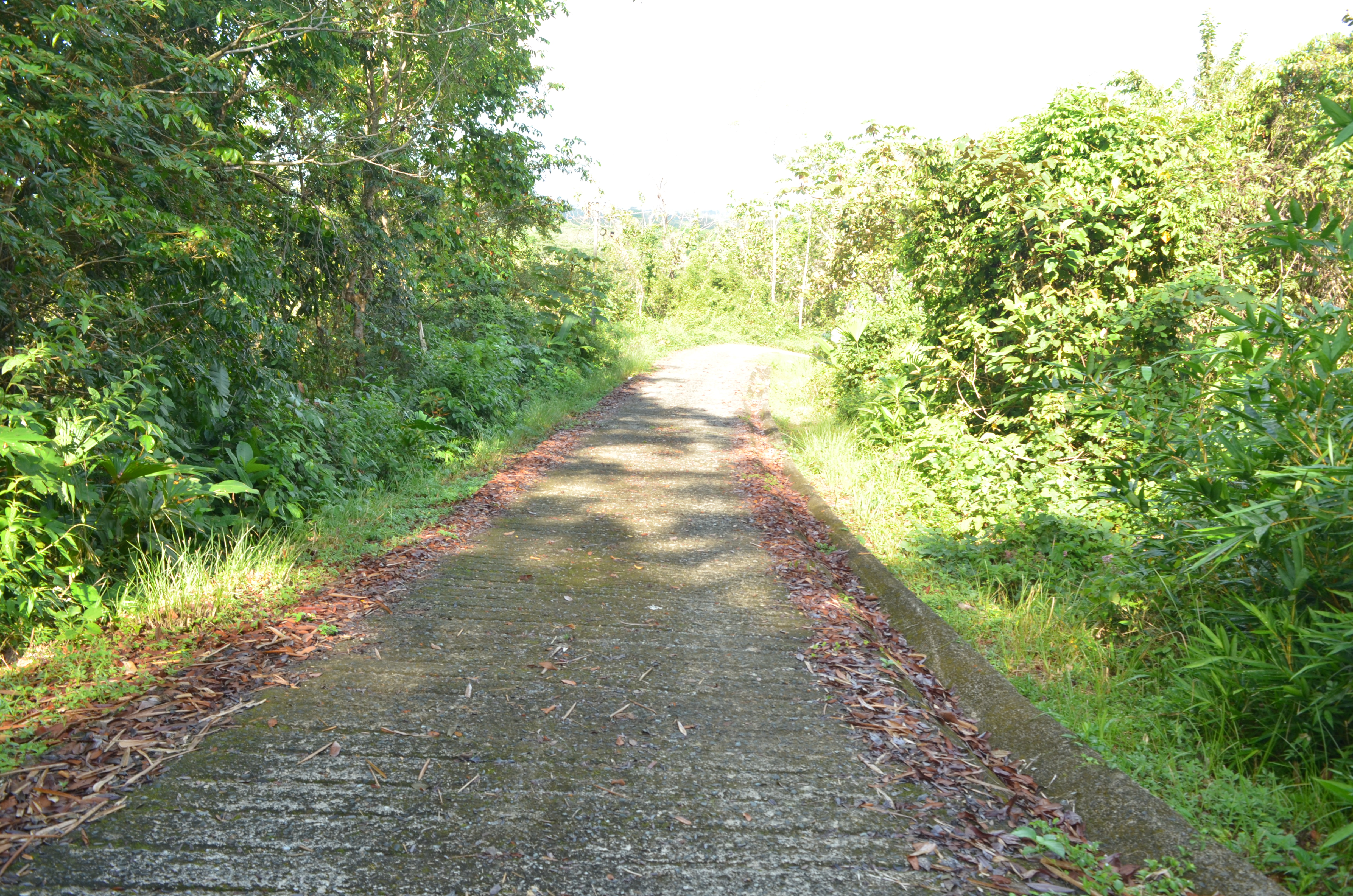 1 bed Single Family Homes For Sale in Matapalo, Puntarenas - thumb 8