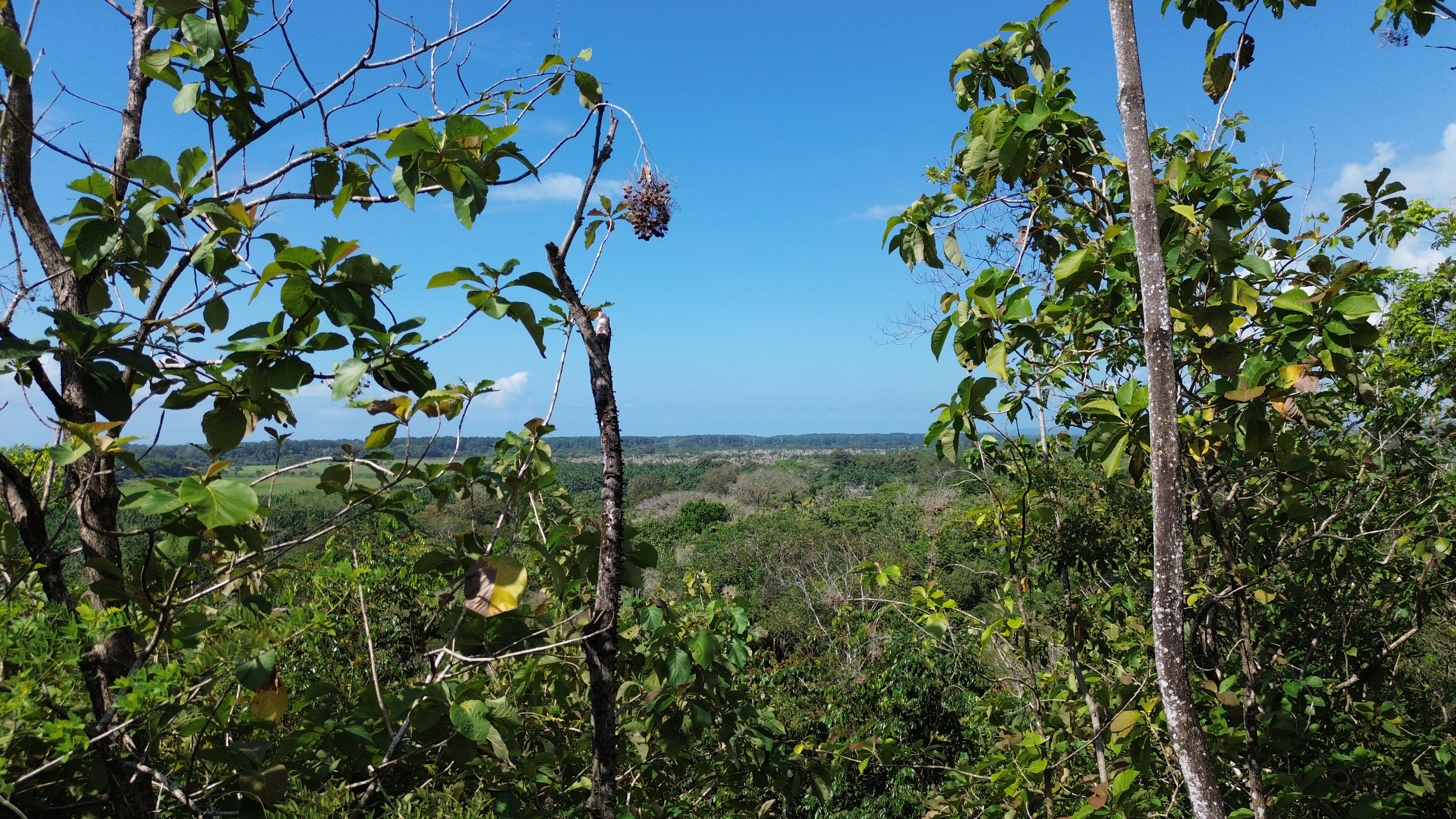 1 bed Single Family Homes For Sale in Matapalo, Puntarenas - thumb 2