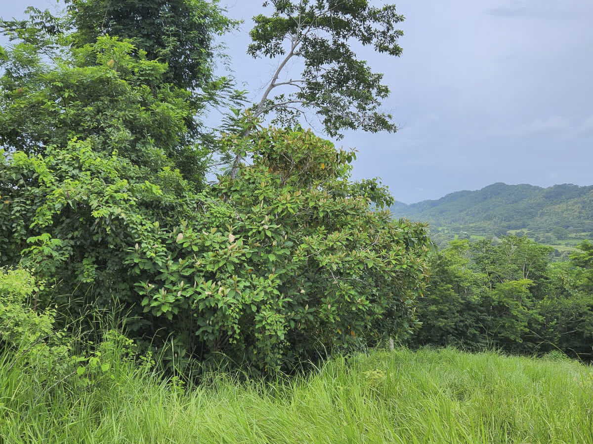 0 bed Land For Sale in PlayaCoyote, Guanacaste - thumb 5