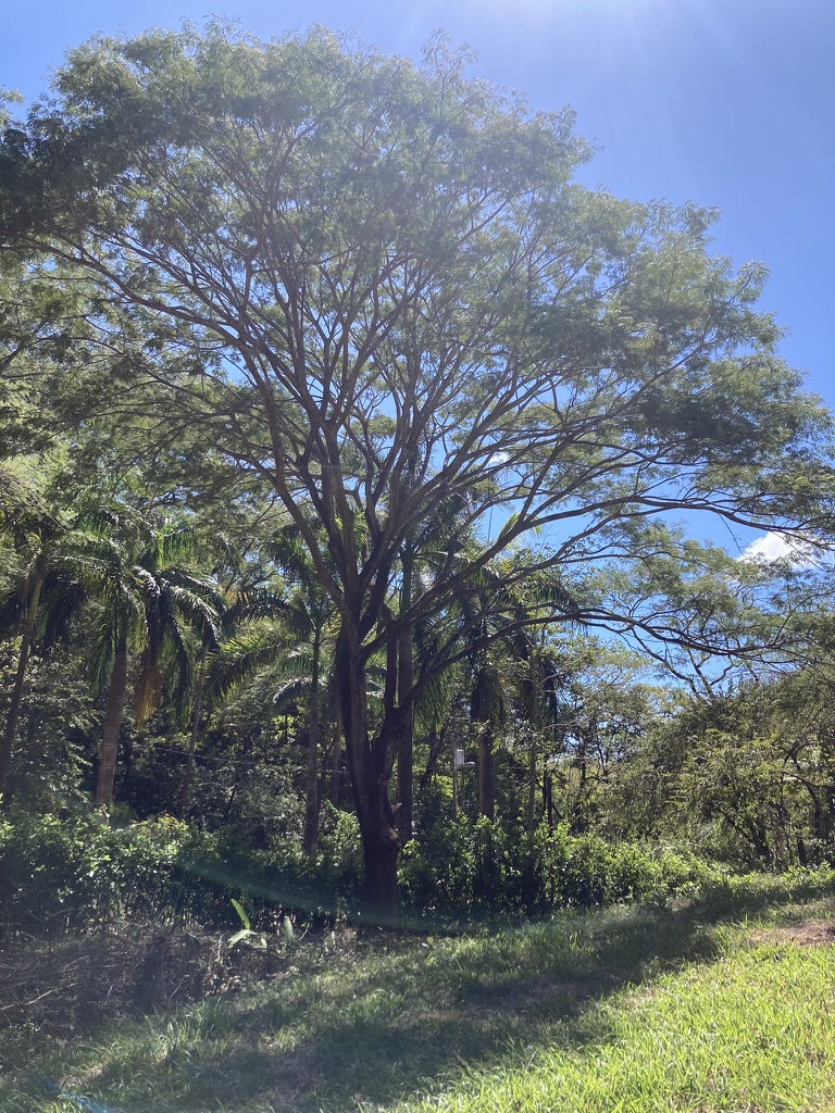 0 bed Land For Sale in Samara, Guanacaste - thumb 11