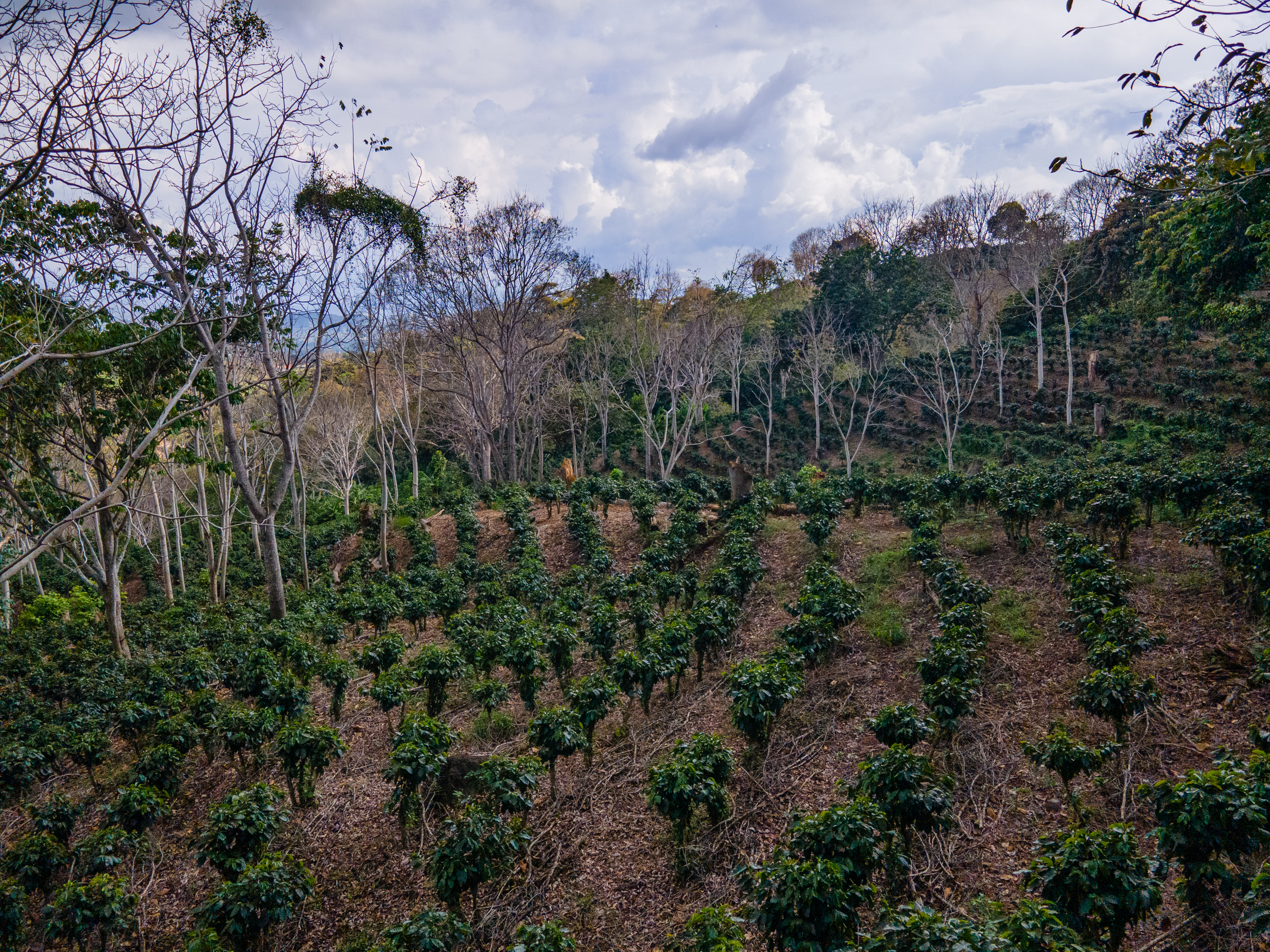 0 bed Land For Sale in Atenas, Alajuela - thumb 7