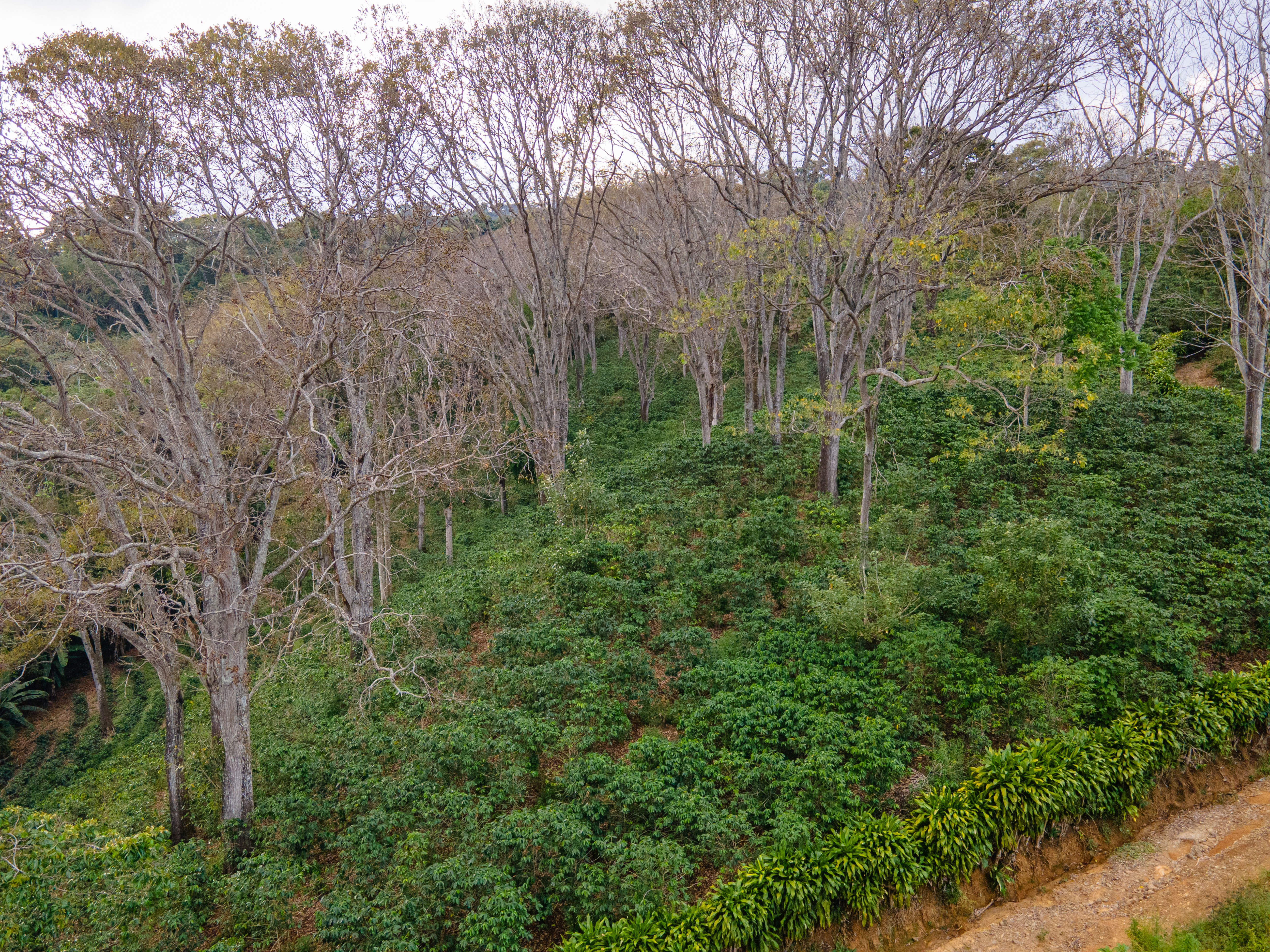 0 bed Land For Sale in Atenas, Alajuela - thumb 3