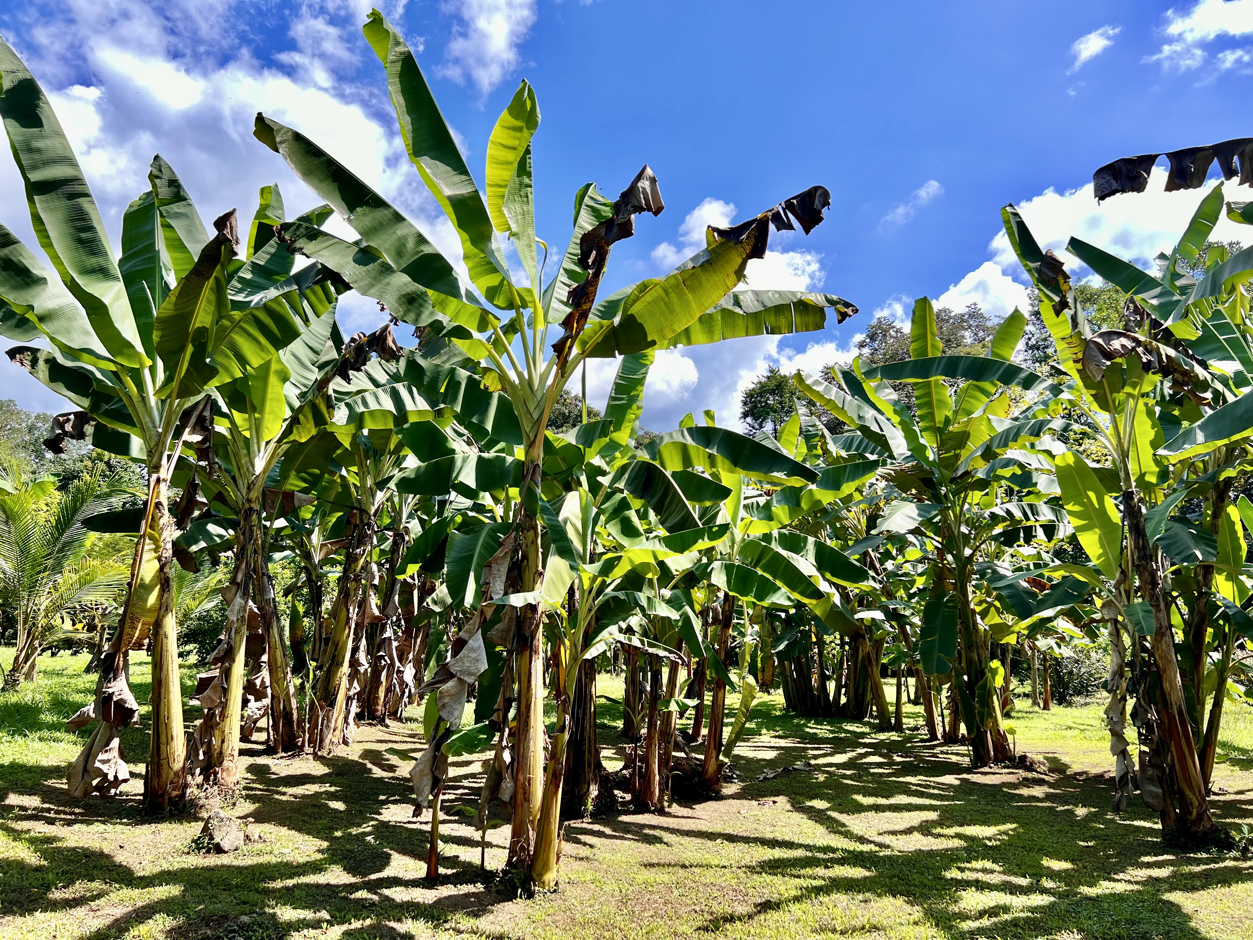 5 bed Land For Sale in Ojochal, Puntarenas - thumb 8