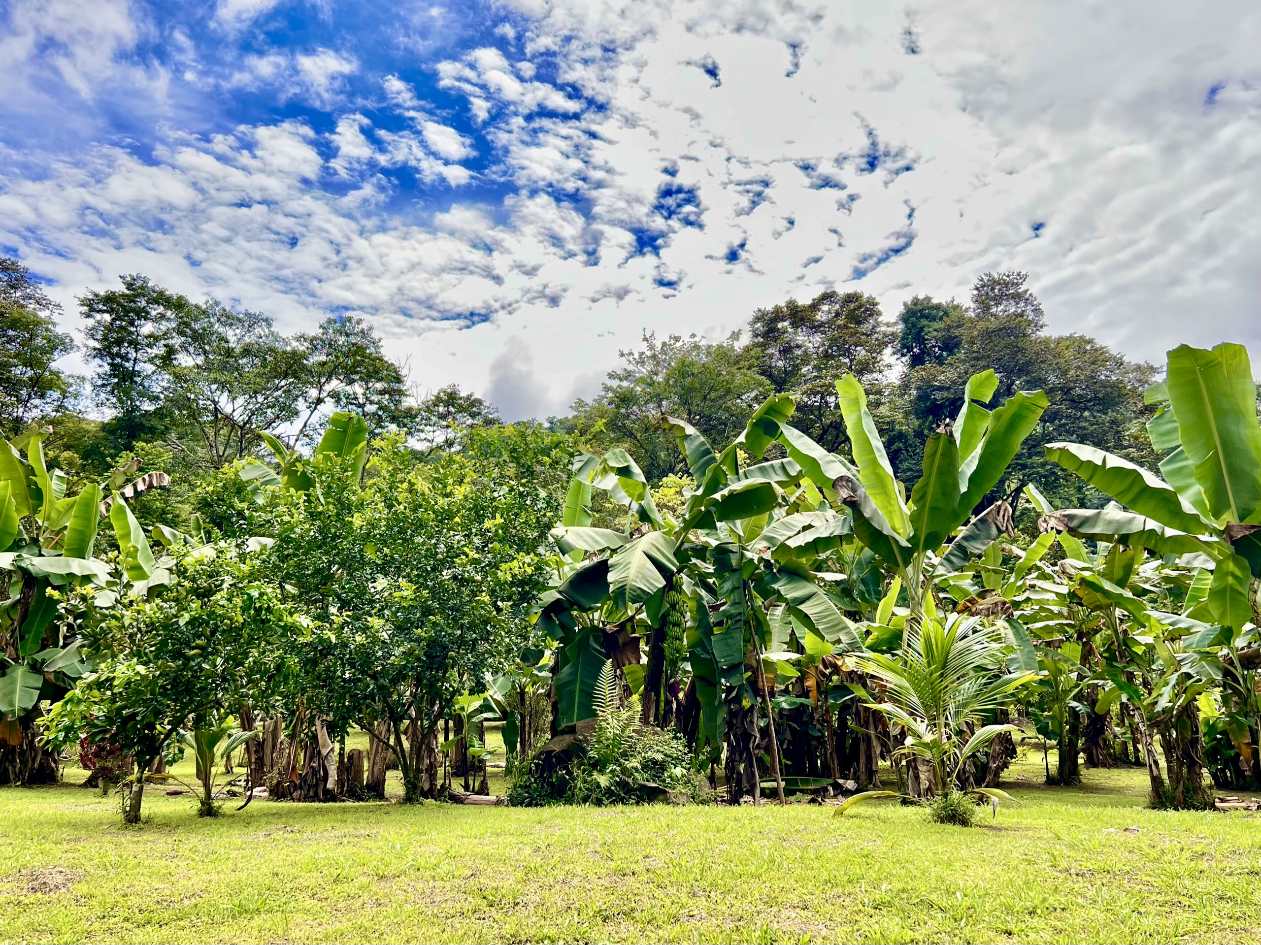 5 bed Land For Sale in Ojochal, Puntarenas - thumb 6