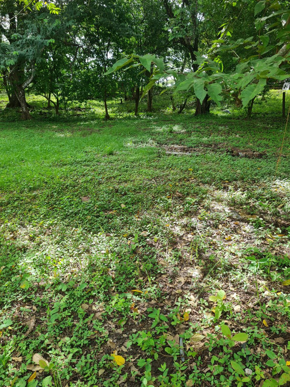 0 bed Land For Sale in Samara, Guanacaste - thumb 4