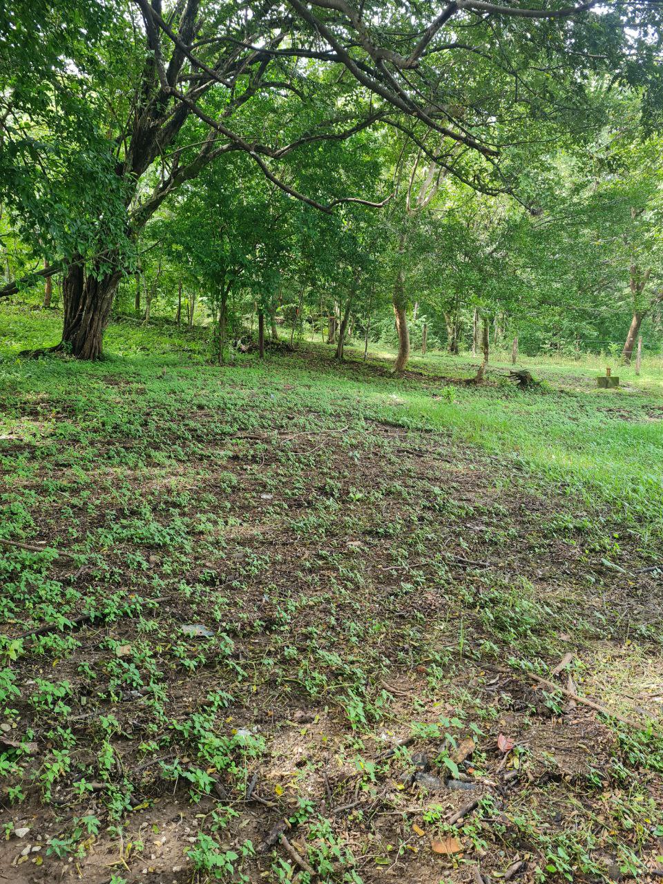 0 bed Land For Sale in Samara, Guanacaste - thumb 3