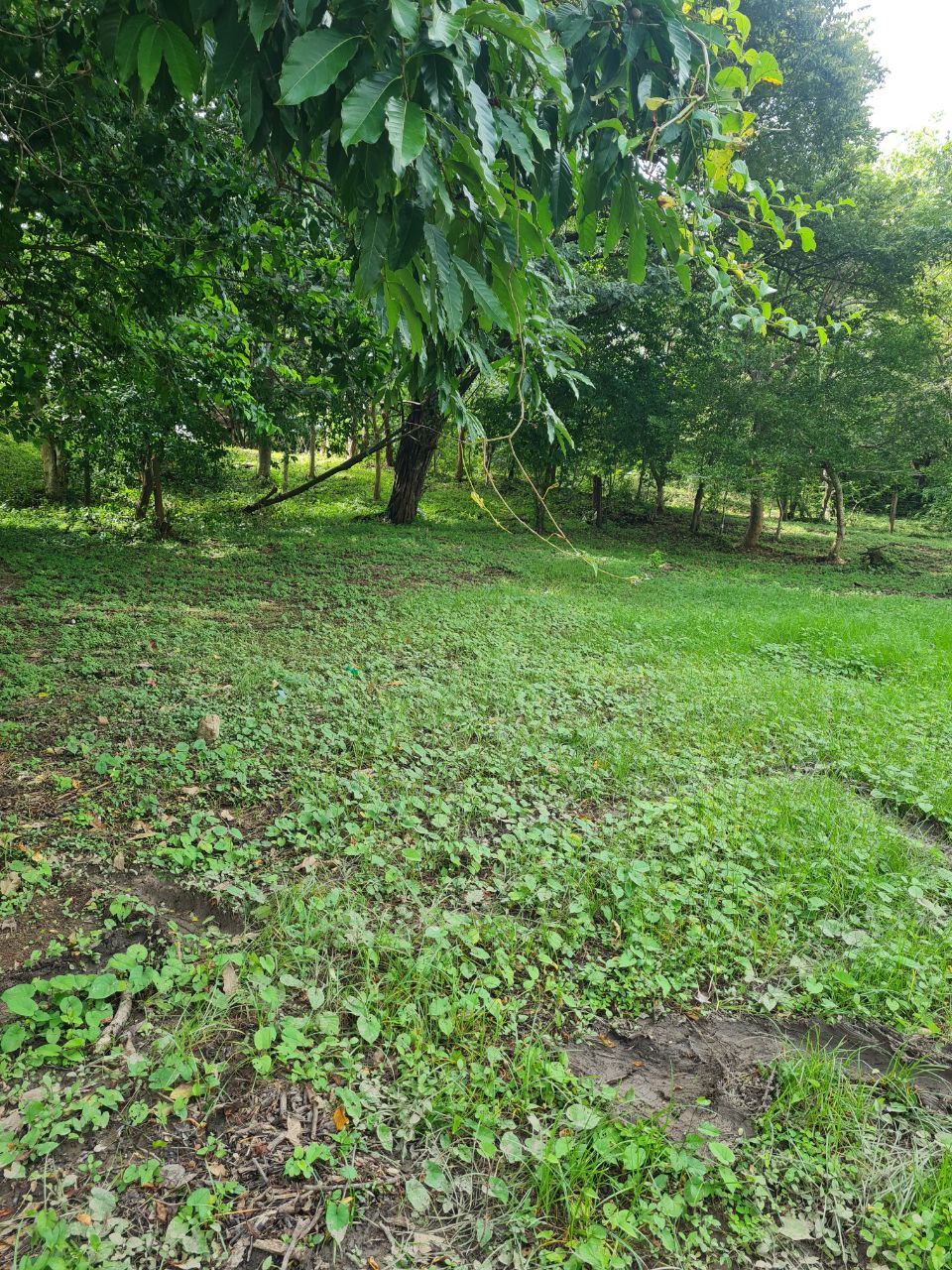 0 bed Land For Sale in Samara, Guanacaste - thumb 5
