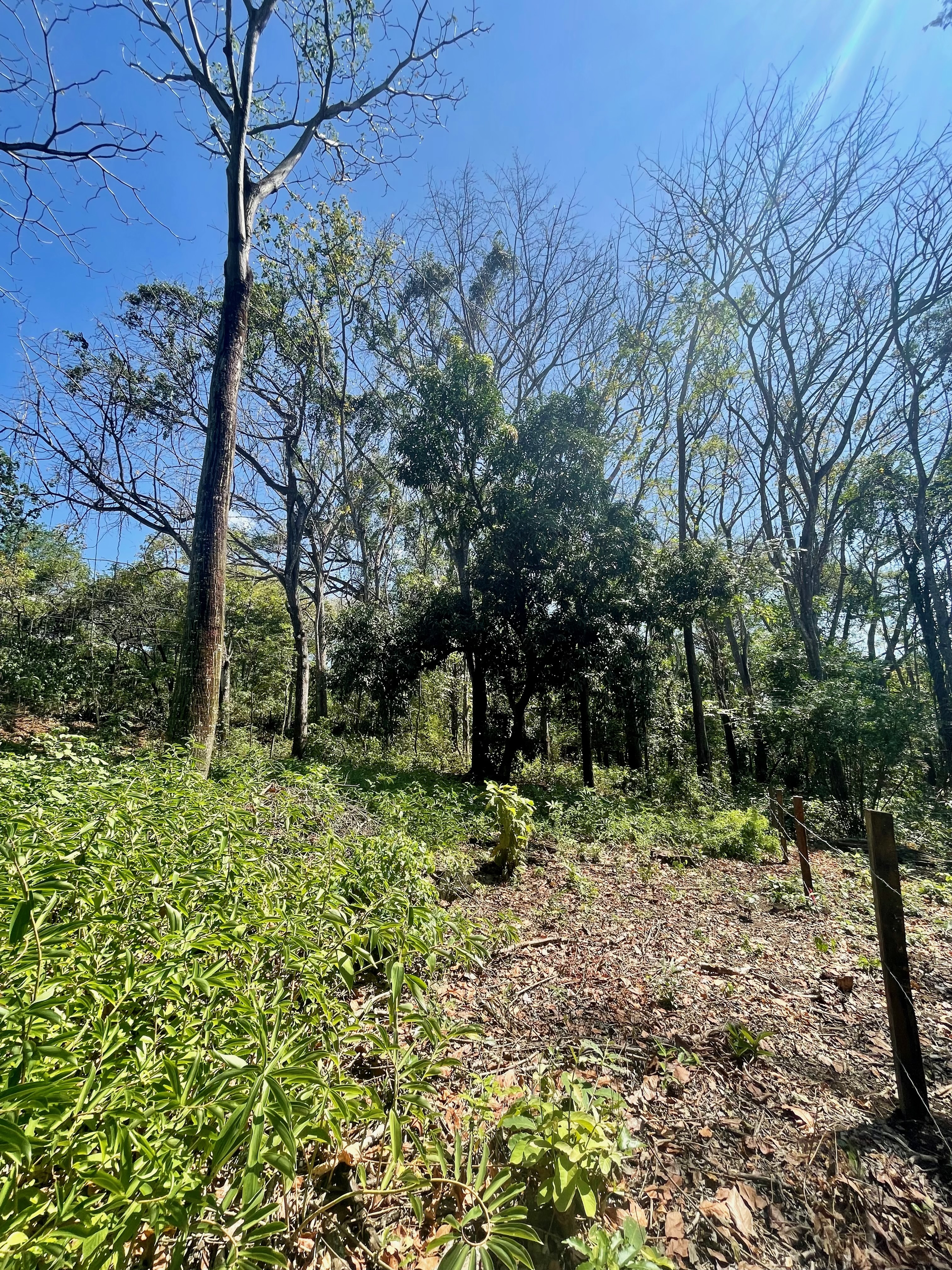 0 bed Land For Sale in Nosara, Guanacaste - thumb 17