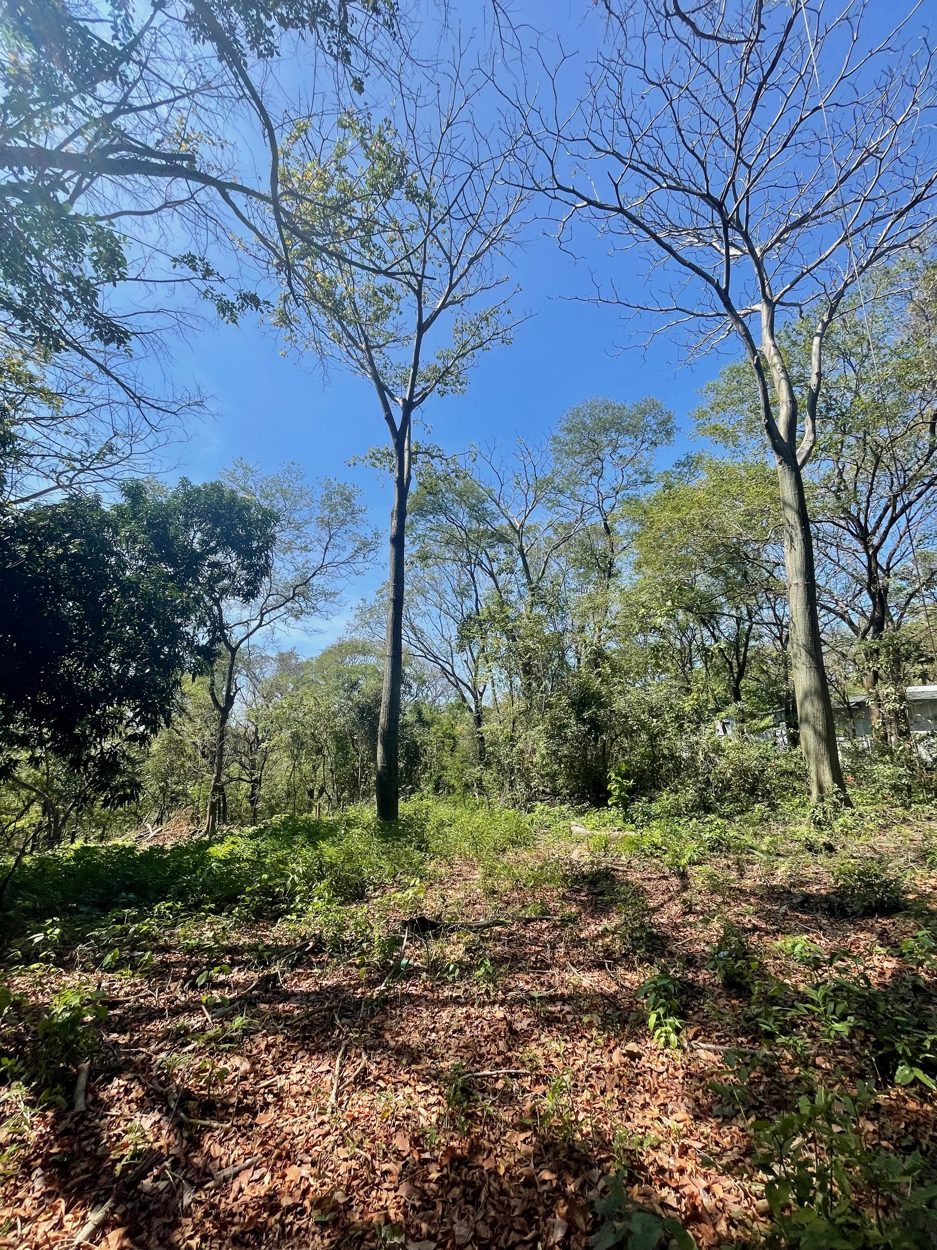 0 bed Land For Sale in Nosara, Guanacaste - thumb 7