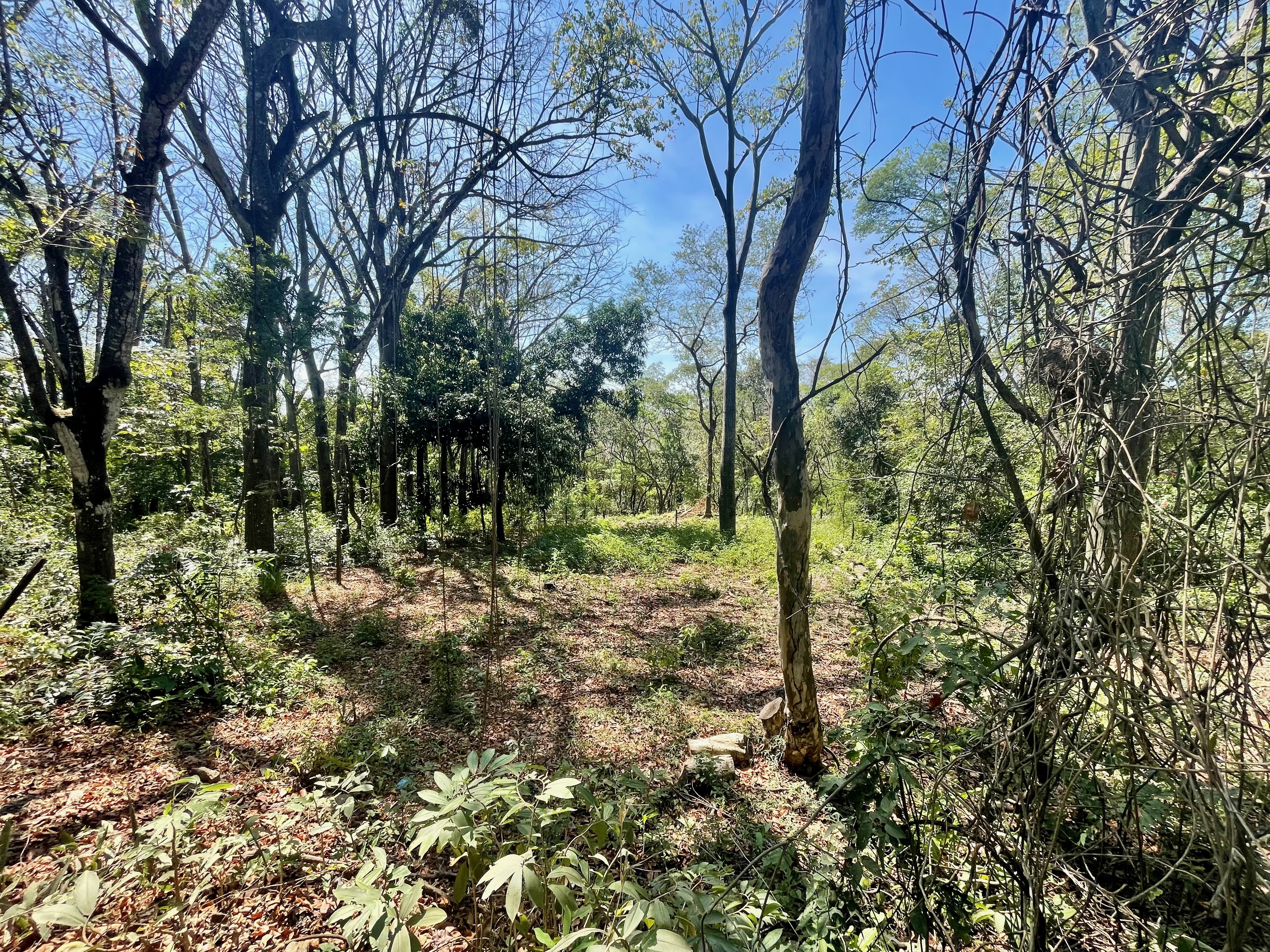0 bed Land For Sale in Nosara, Guanacaste - thumb 4